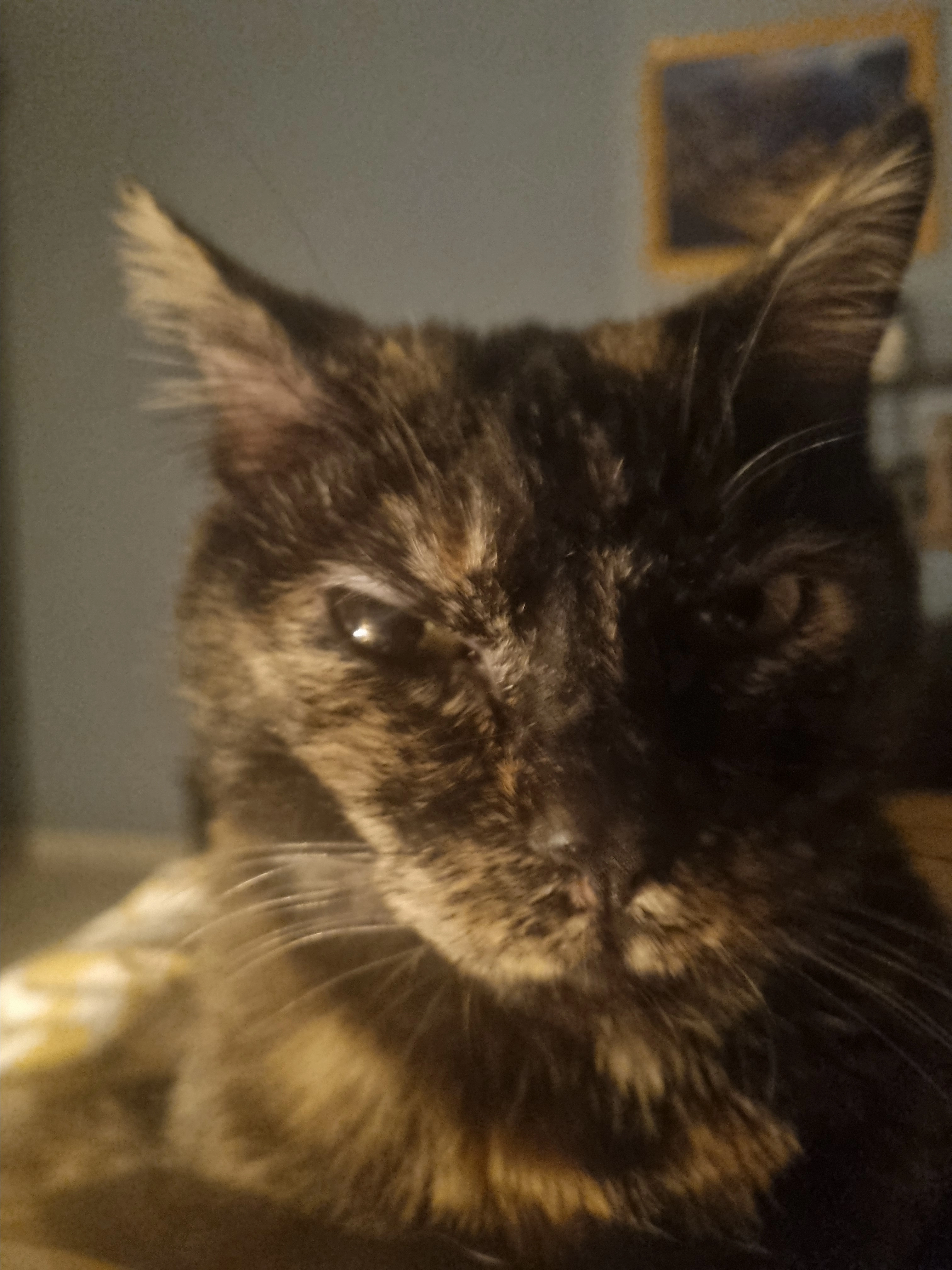 Timo - Rue Des Sorbiers, Saint-Pierre-dels-Forcats