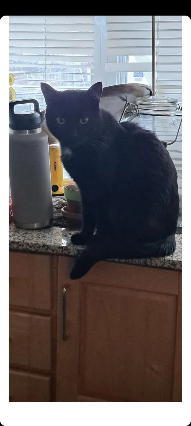 Little luther  - 20 Signal Dr, Rapid City