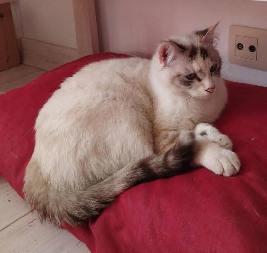 Perry - Rue Du Thier, Marche-en-Famenne