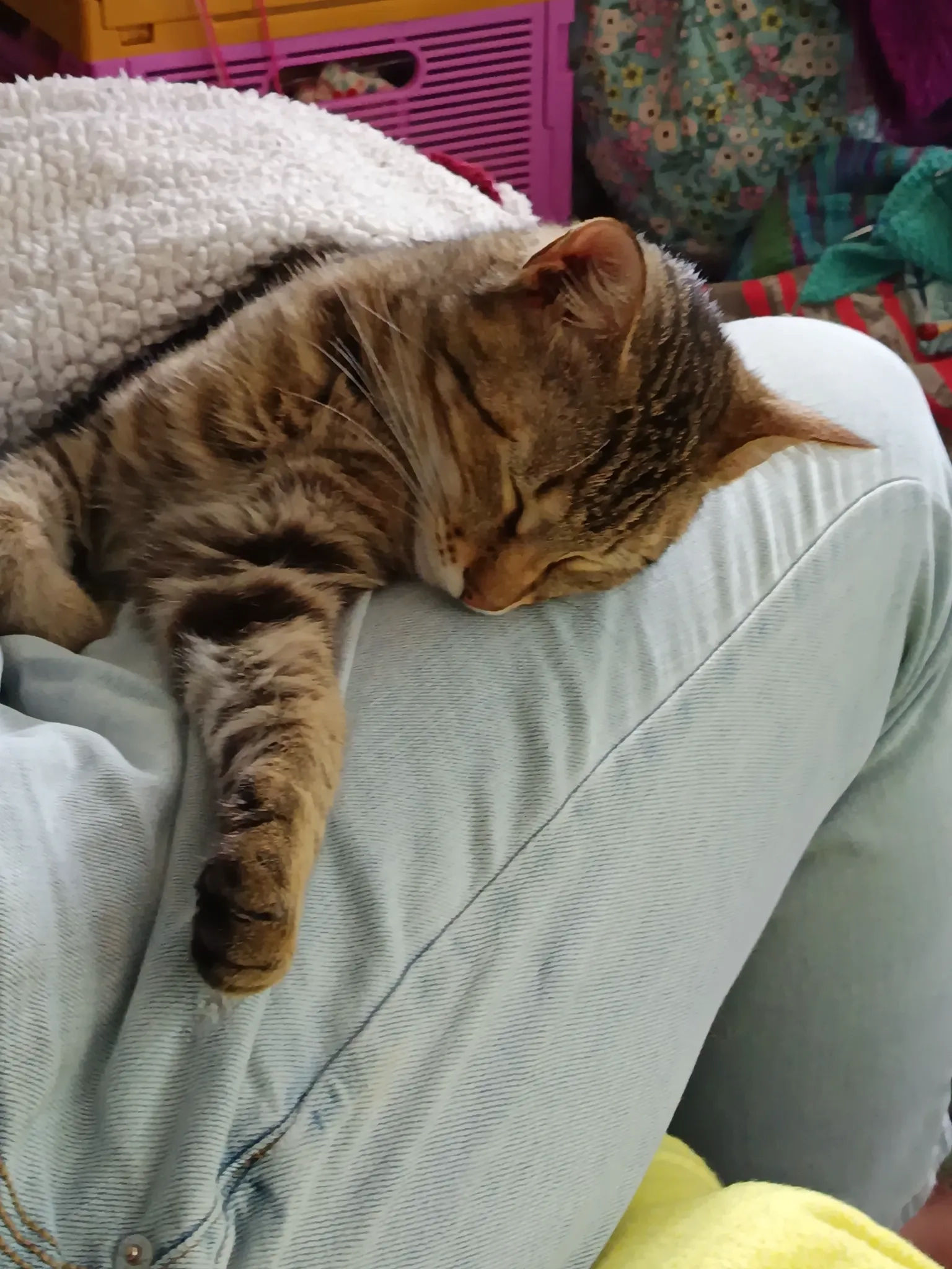 Sunny - Rue des Chênes, Ligné