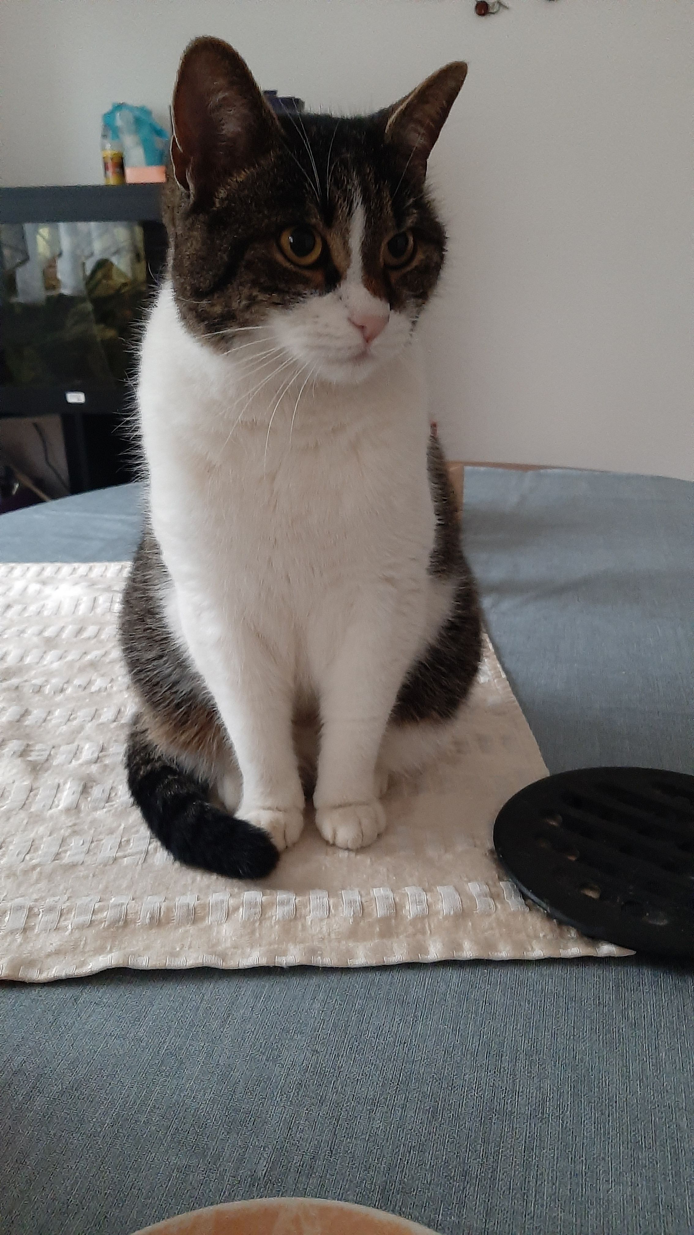 logo - Volčji Potok, Kamnik