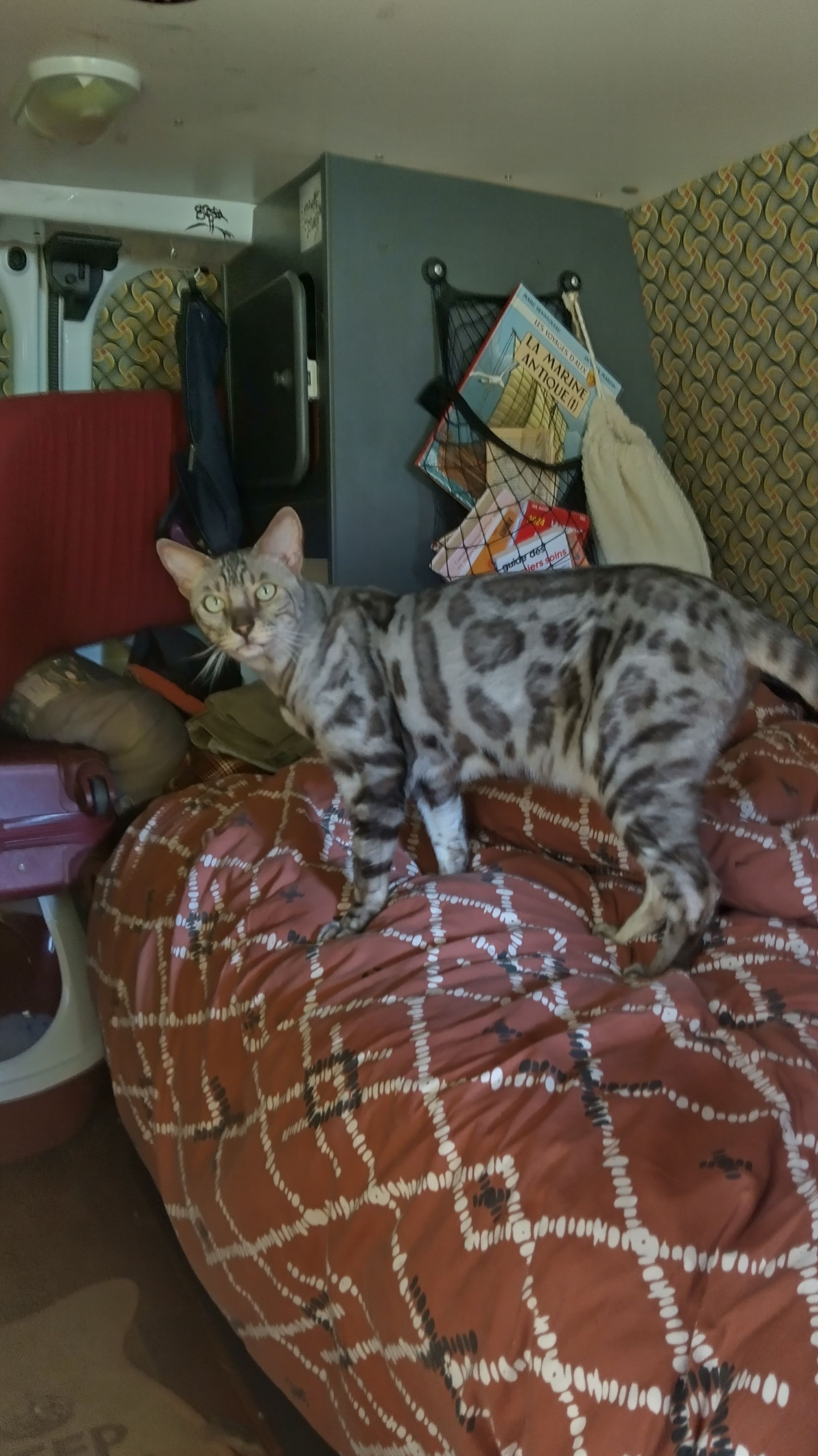 Pharell - 85323, Herceg Novi