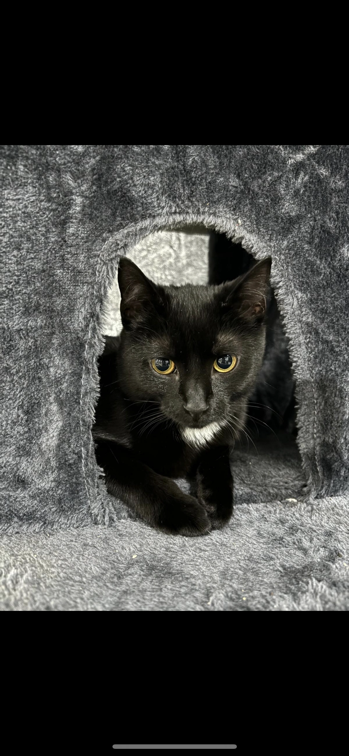 Chimuela (oder Chimu)  - Im Park, Deutsch Evern