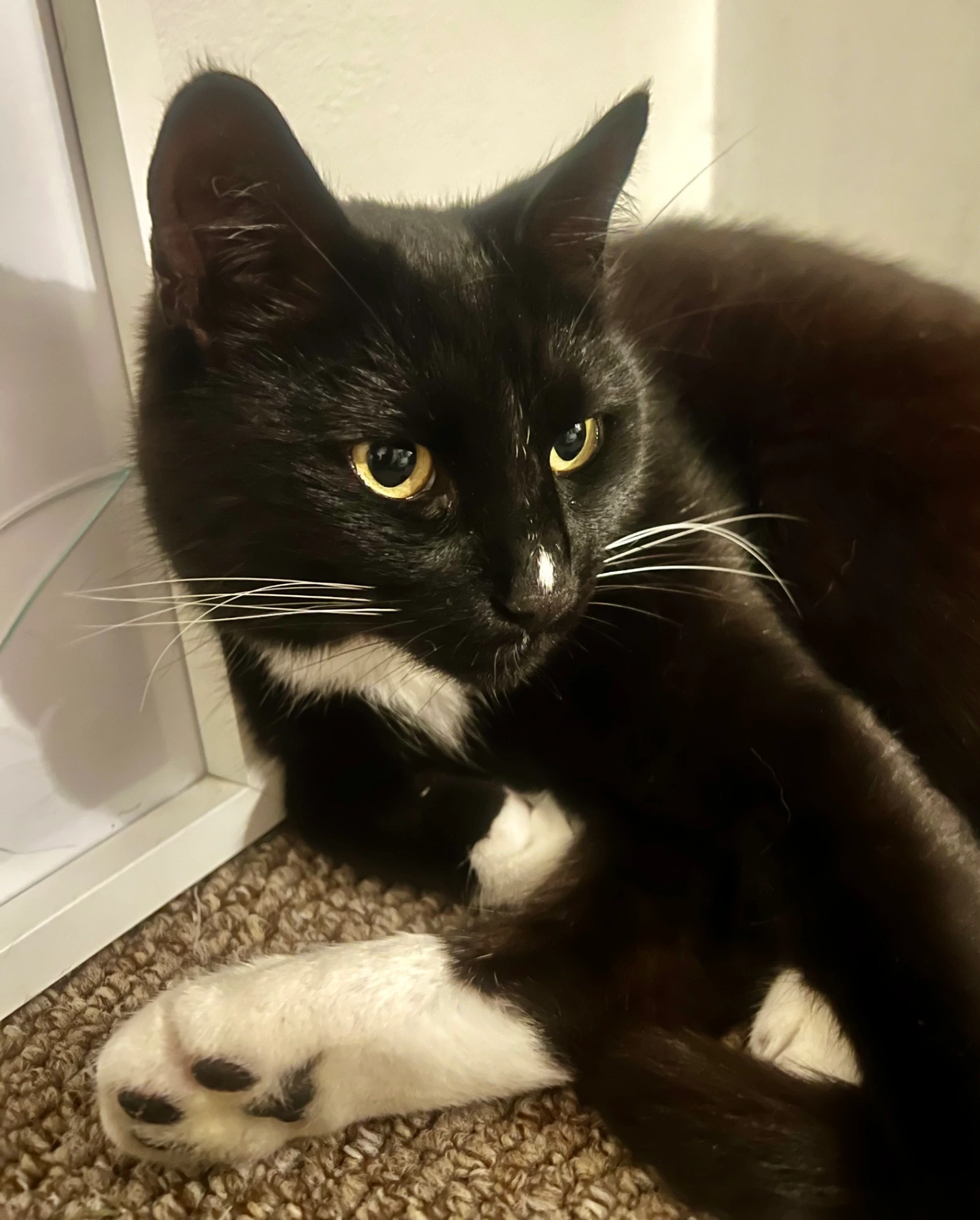 Billy - RH8 9, Oxted