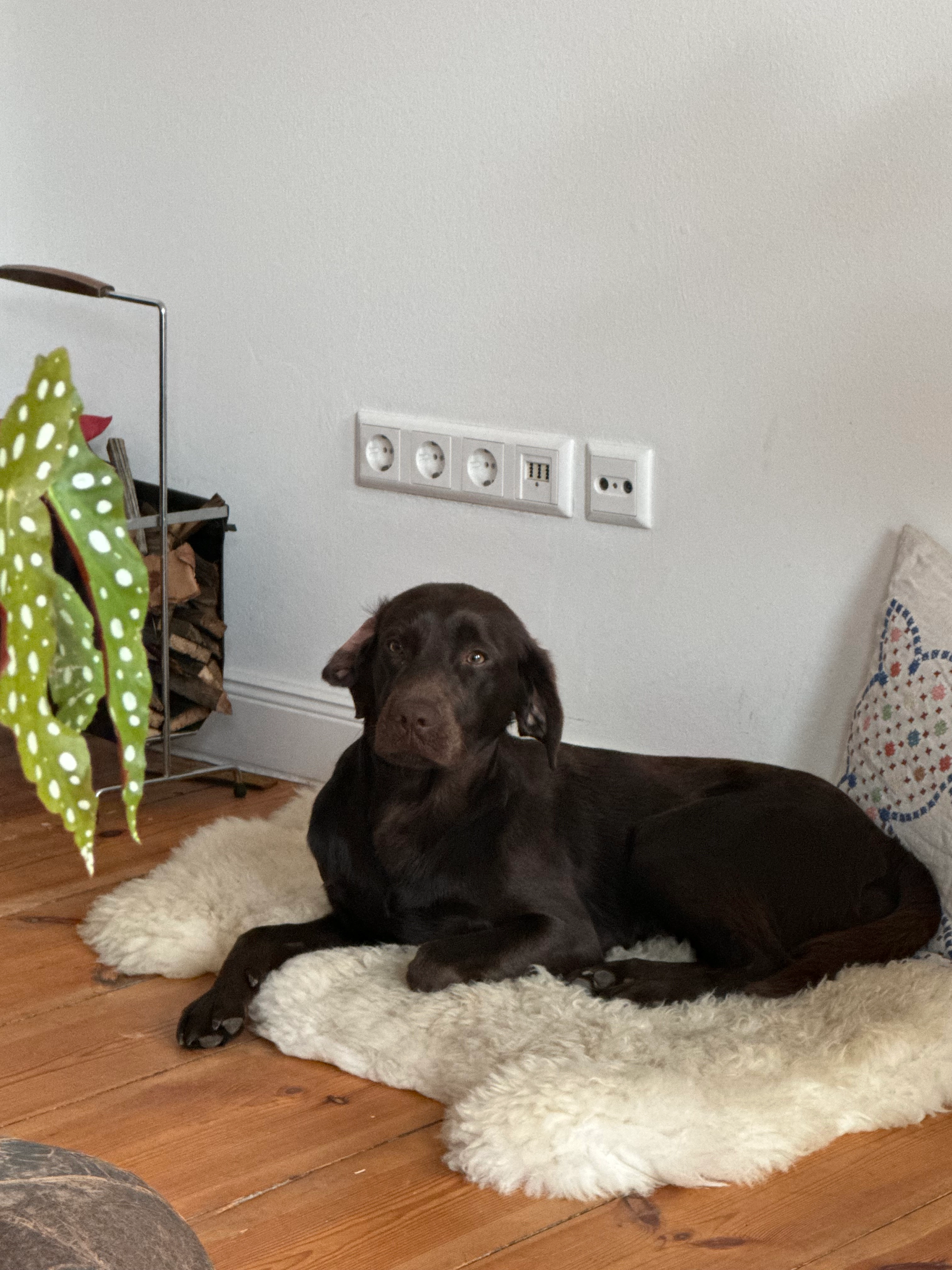 Bruno - Königsheideweg, Berlin