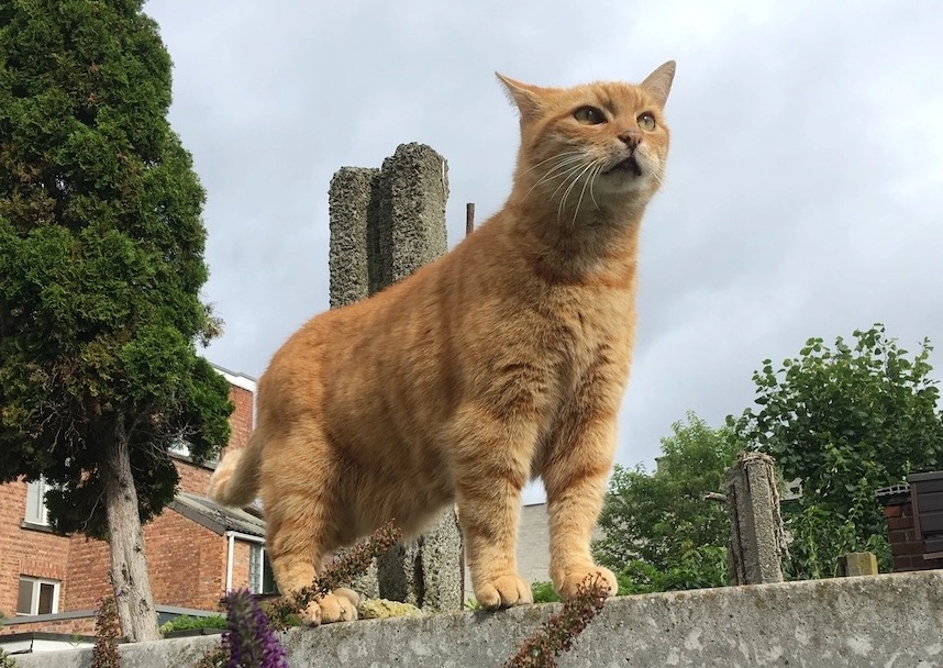 Robbe - Martelarenlaan, Kessel-Lo