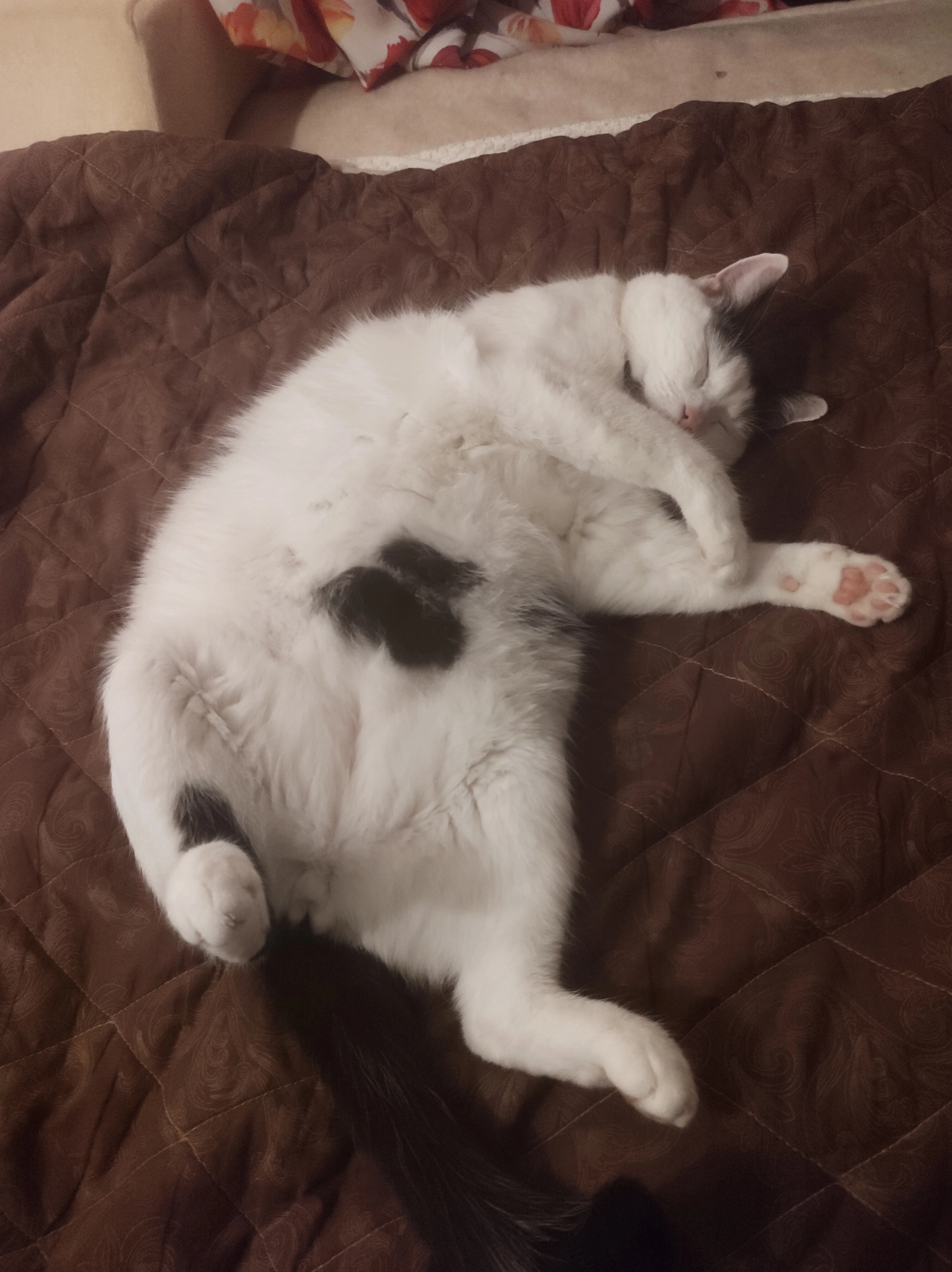 Found Cat - Meierijstraat, Baarle-Nassau