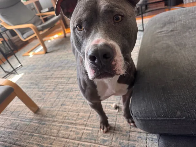 Frankie - Network Circle, Santa Clara