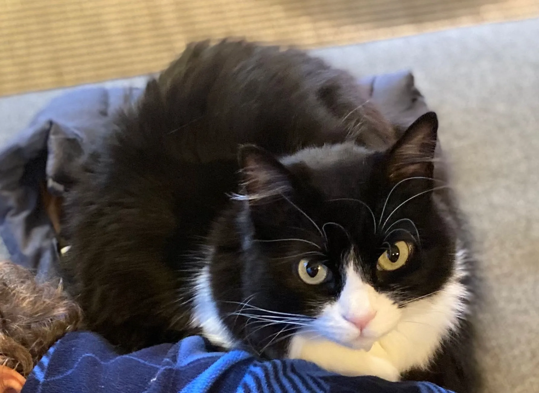 Amora - 15 Avenue Surcouf, Pessac