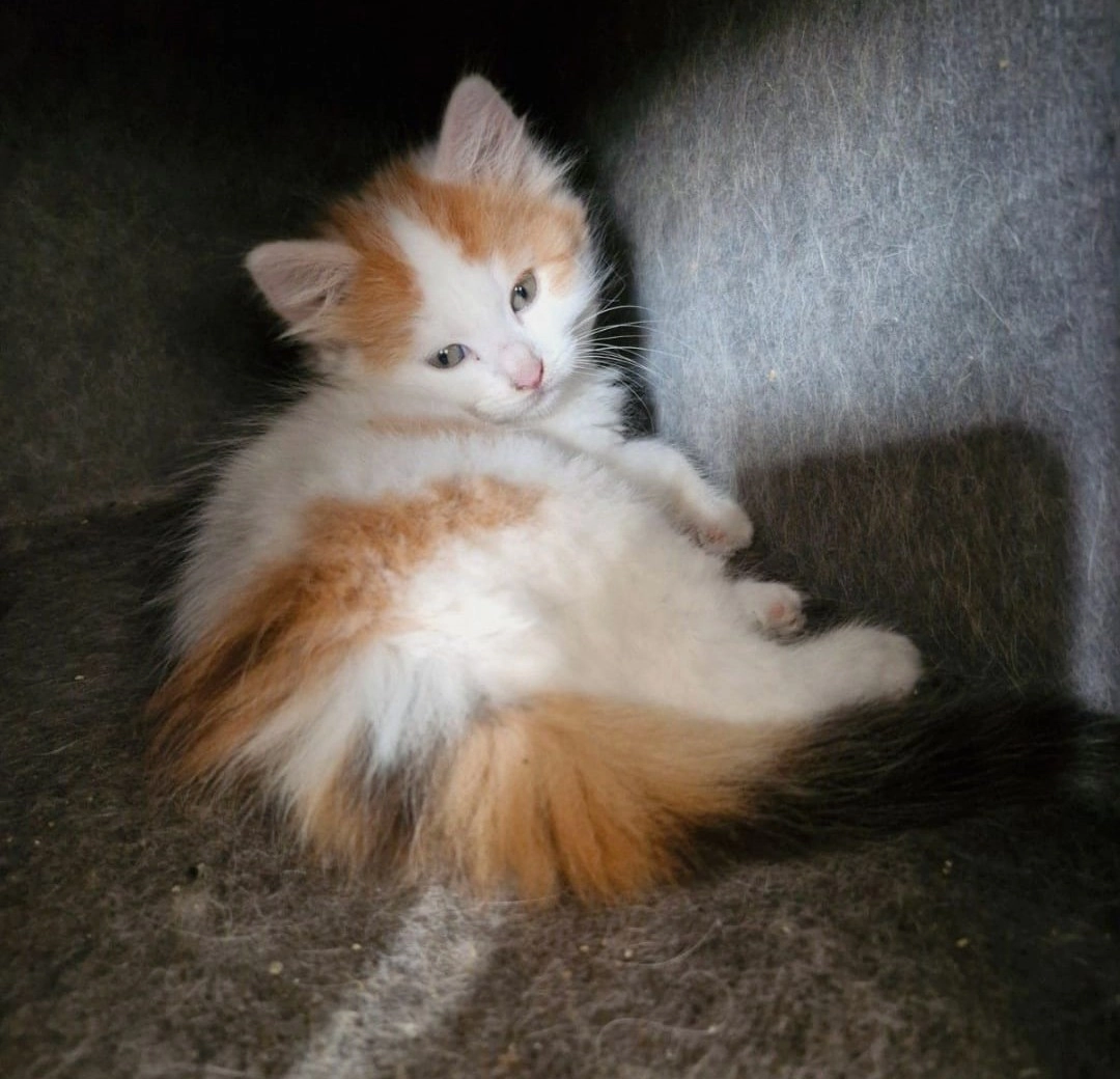 Loena - Leonardstraat, Leopoldsburg