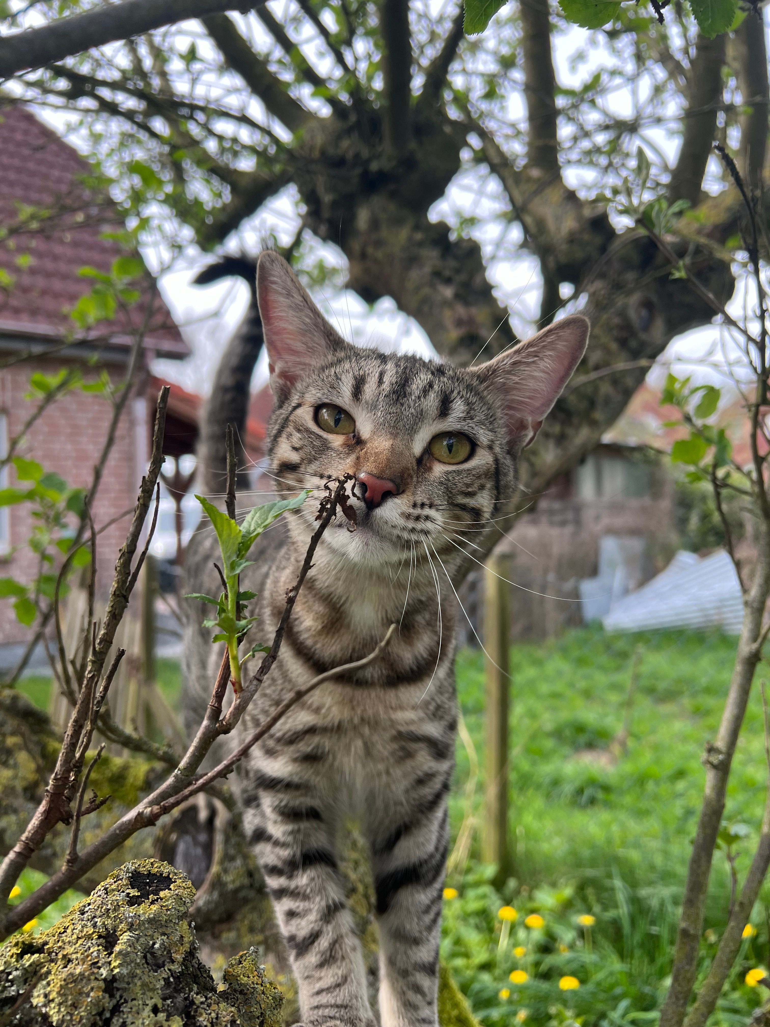 Luna - Wolterkamp, Lensahn