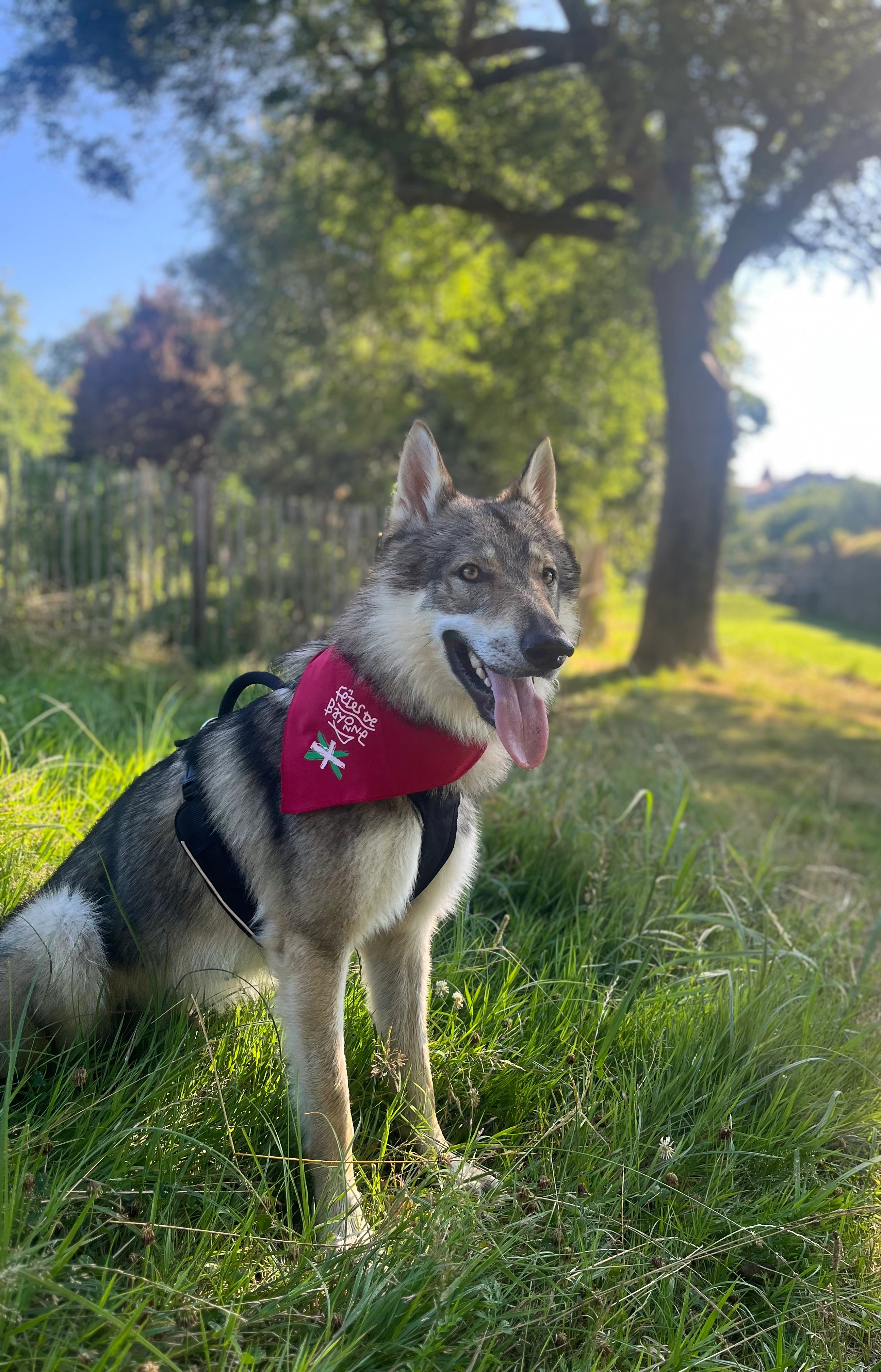 vulcain - Boulevard d'Aritxague, Anglet