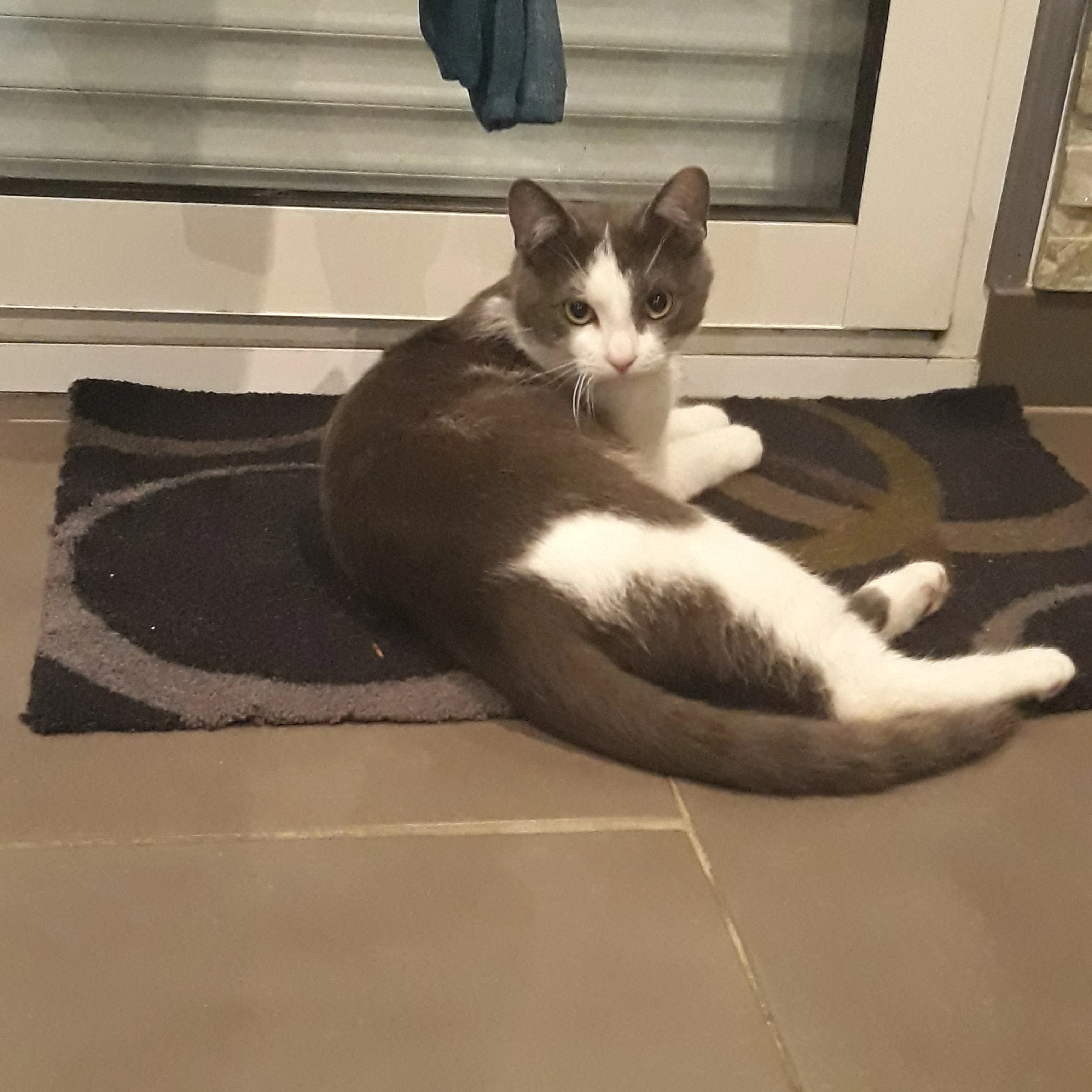 Flocon - Rue Lamendin, Meurchin