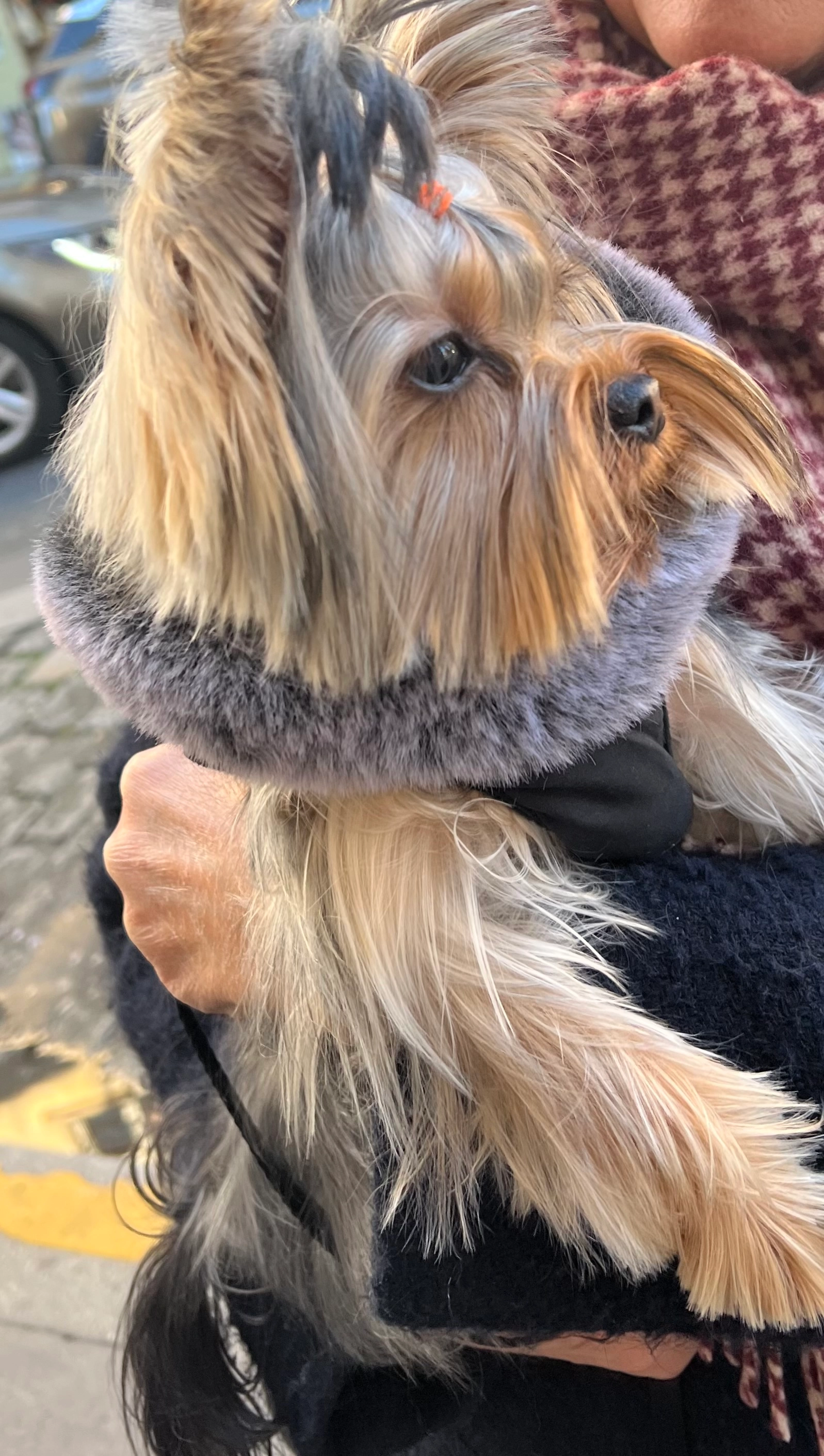 Charly - Allée Des Thermes, Juvignac