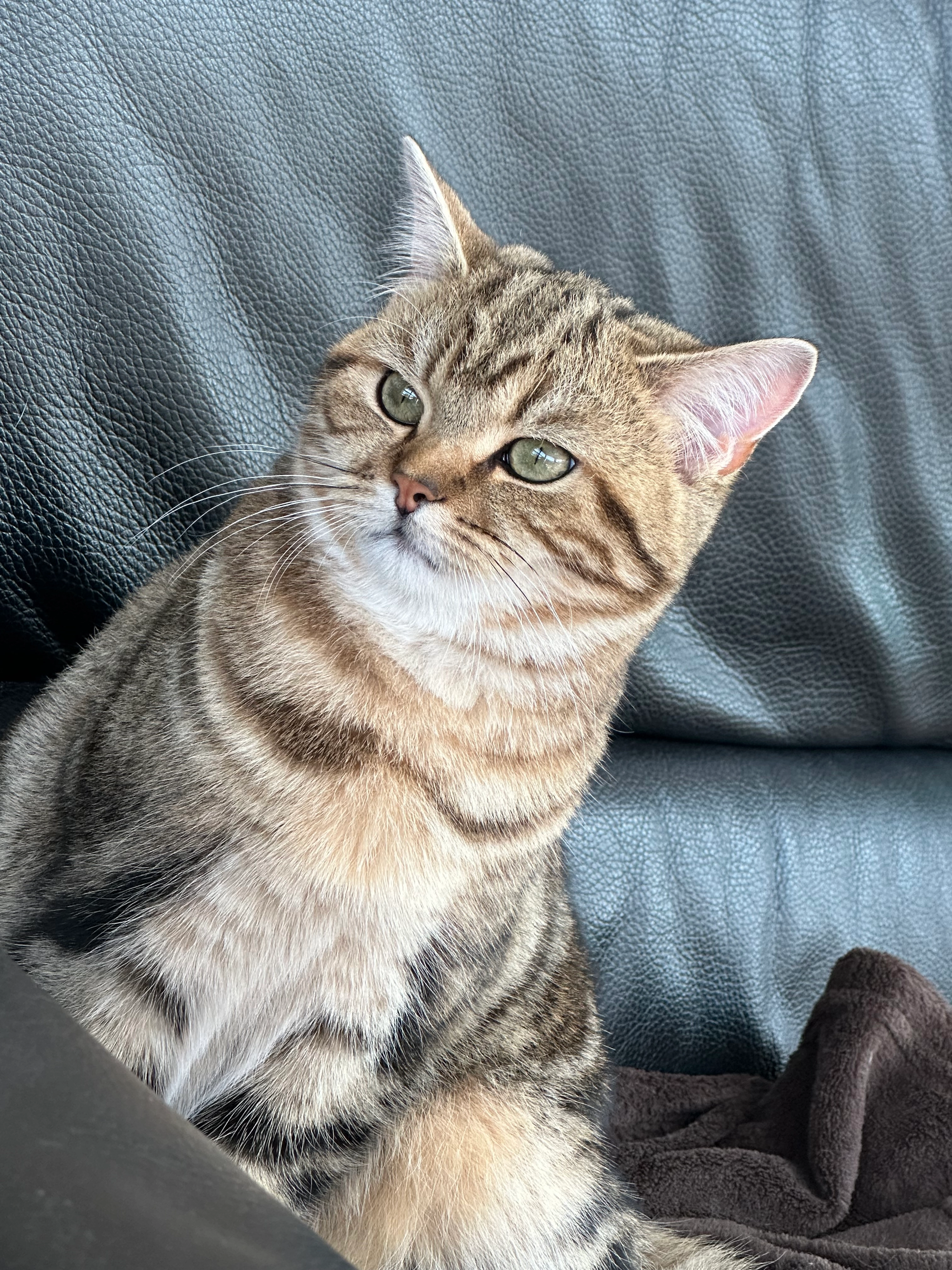 Cartier - Lierenhoek, Lierde