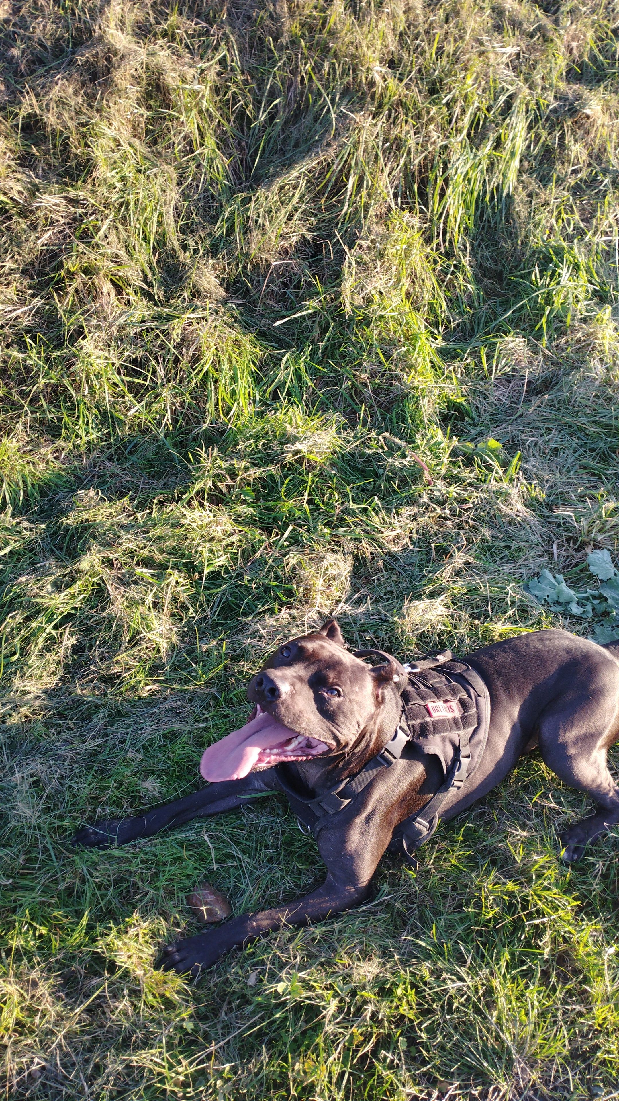 Shelby - 10B Rue de Paris, Moussy-le-Vieux