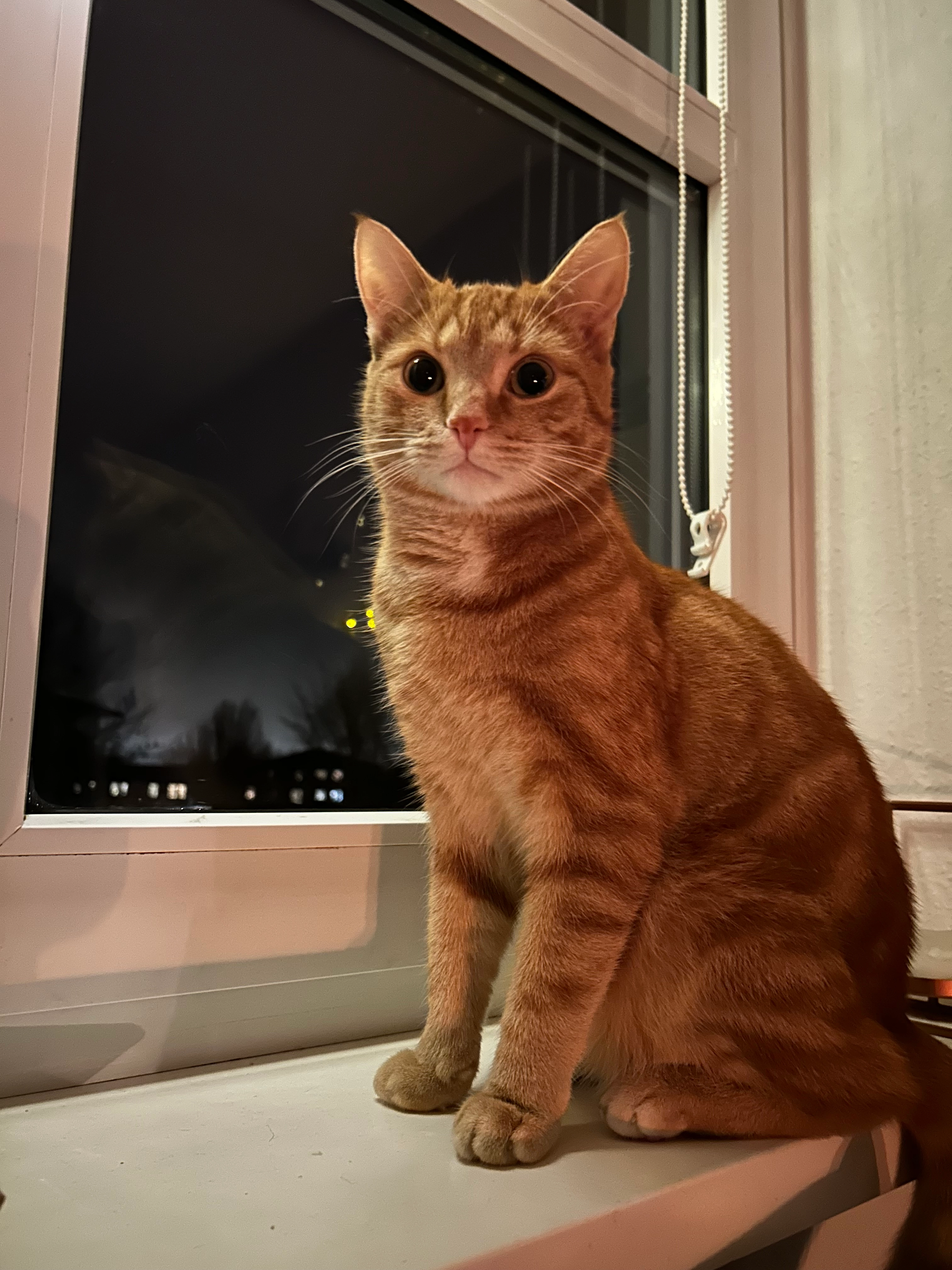 Tommy  - Epiphanienweg, Bielefeld