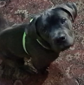 Cane corso  - TS25 2, Hartlepool