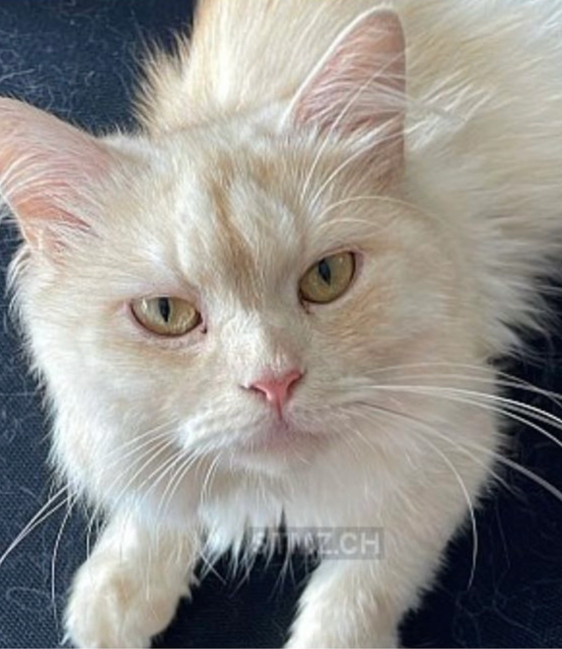 Charmee  - Langholzstrasse 100, Oetwil am See