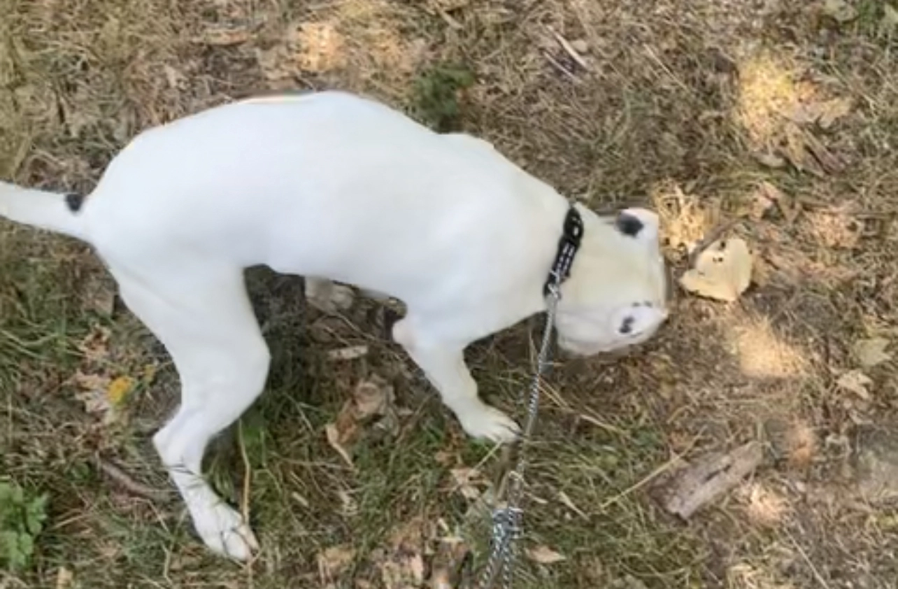 Kartel - D 310, Grigny