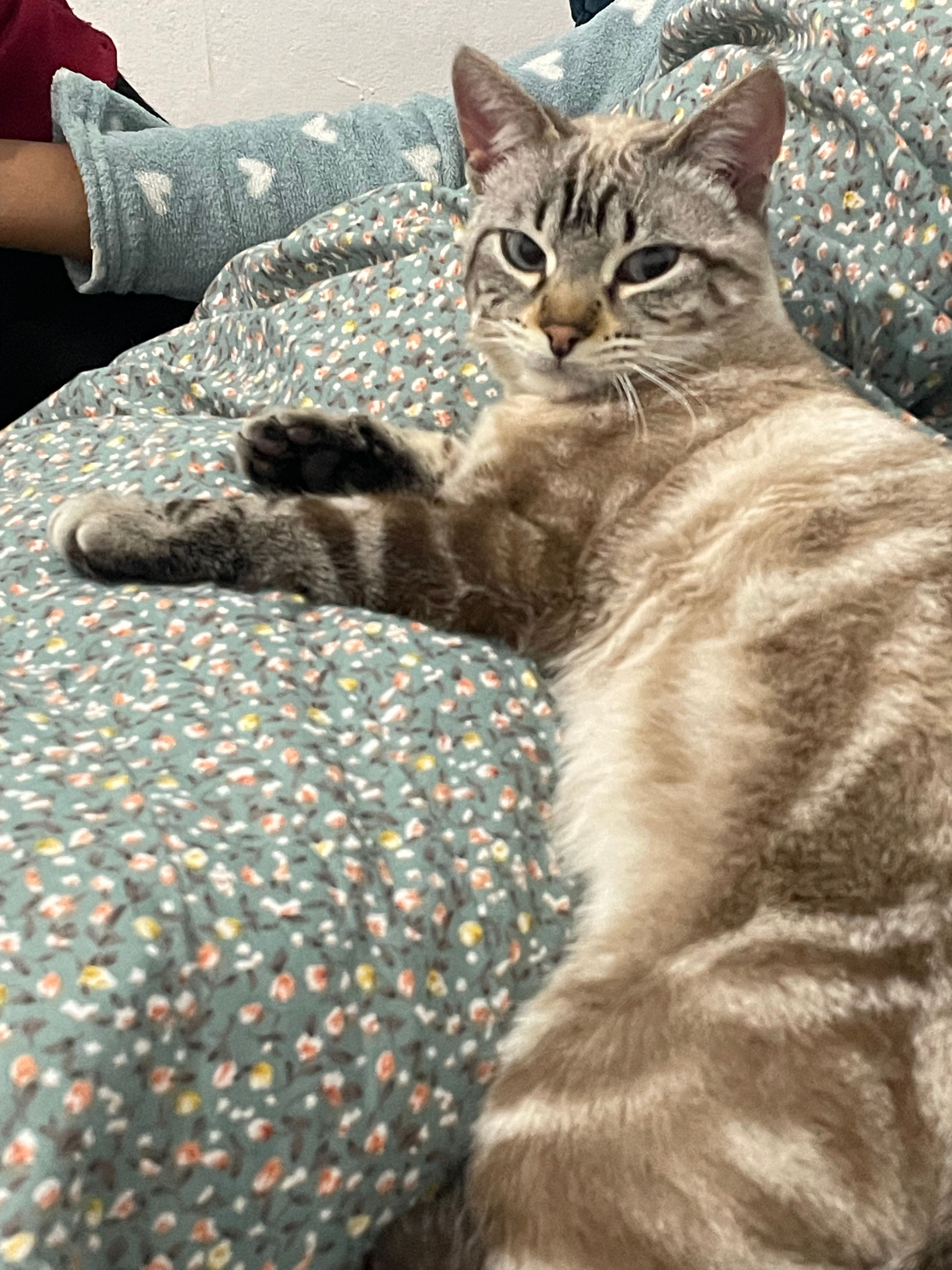 Aslan  - Calle del Obispo Mérida 11, Ponferrada