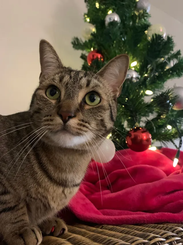 Louie  - Seavitt Drive, Allen Park