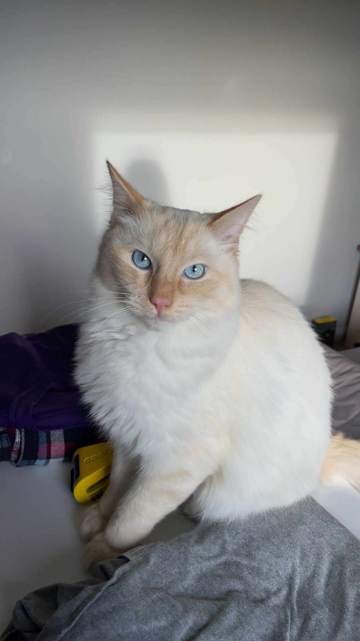 Casper - Sunnyside Drive, Banchory