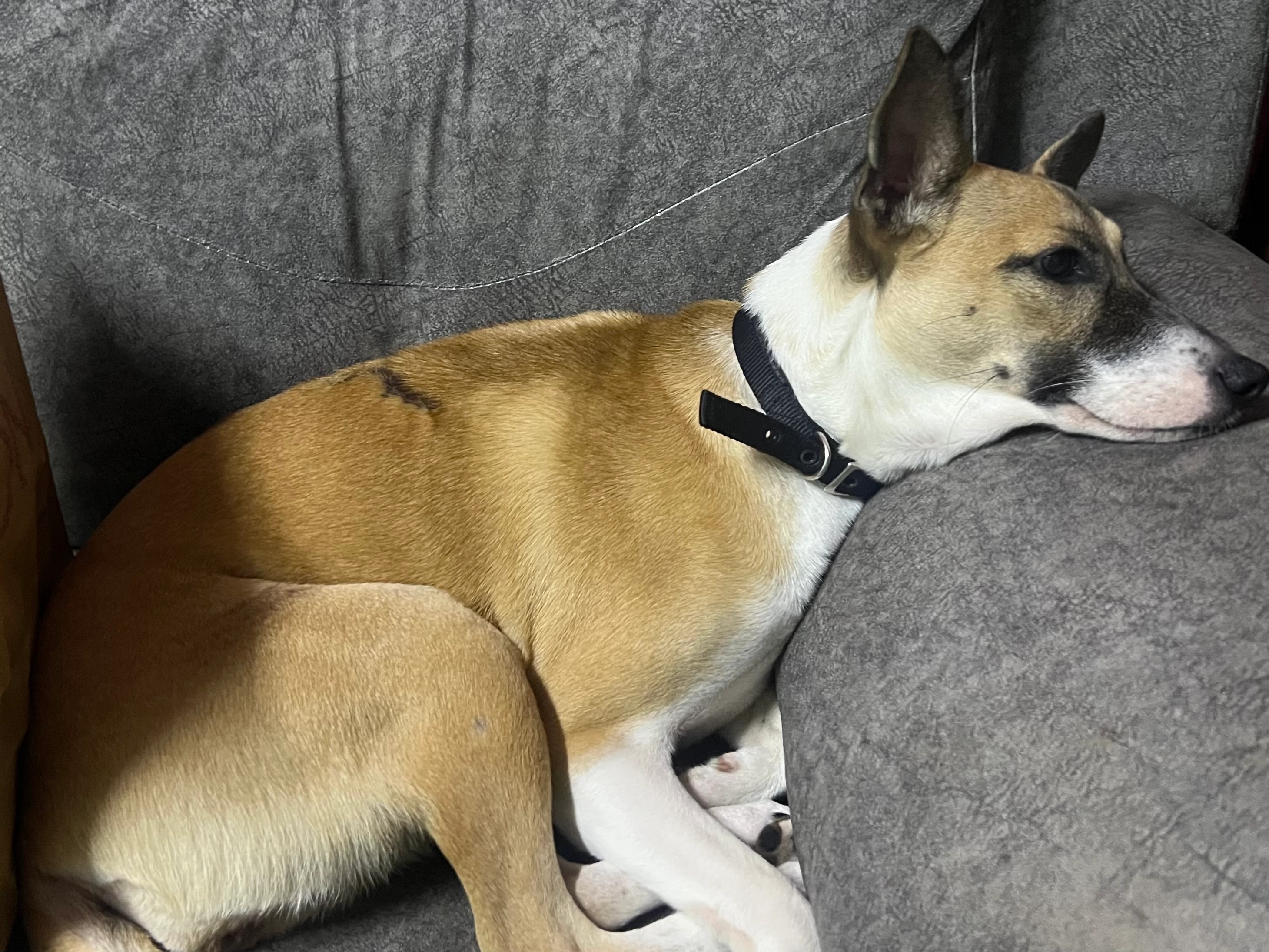 Jessica - 68100, Batu Caves