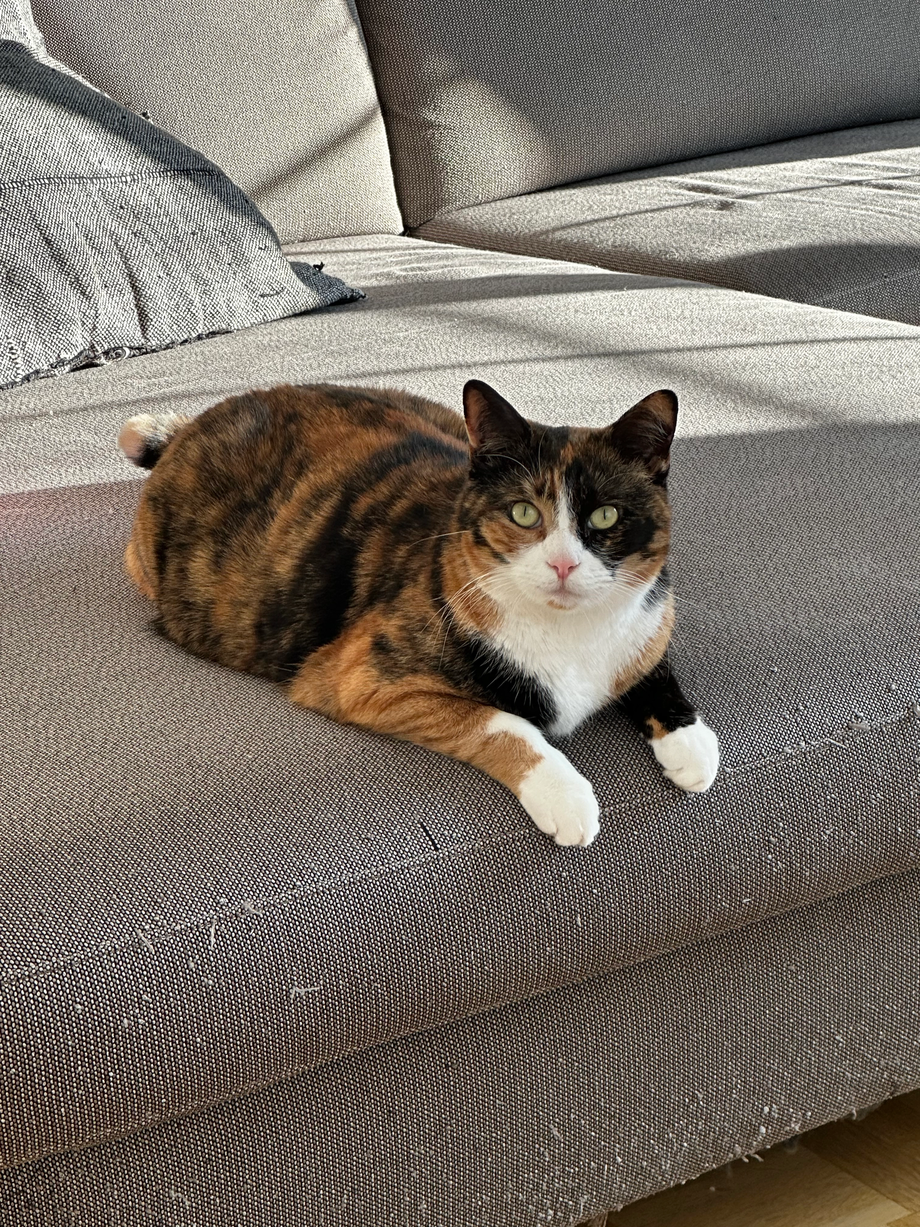 Charlie - In den Neumatten 3, Riehen