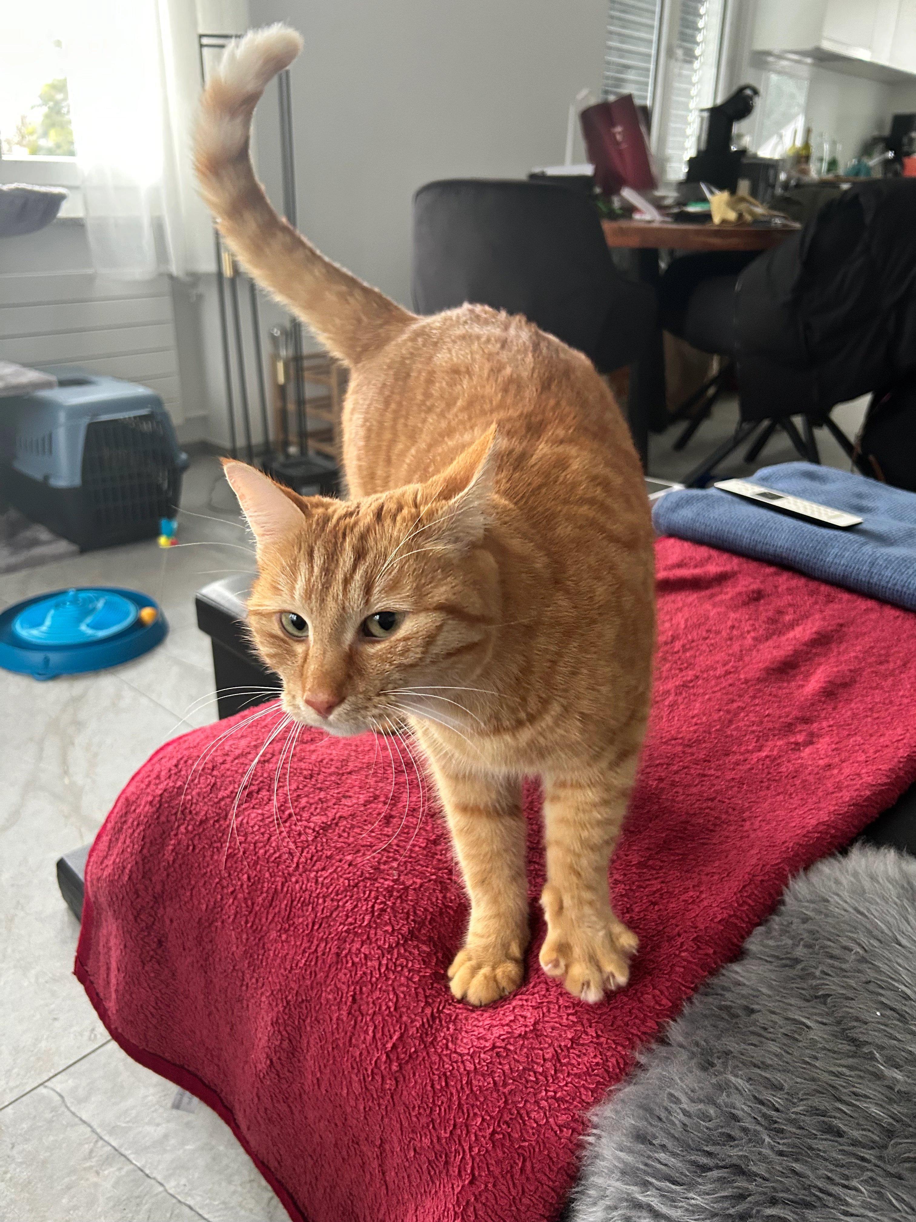 Boris - Sonnenrainstrasse, Biberist