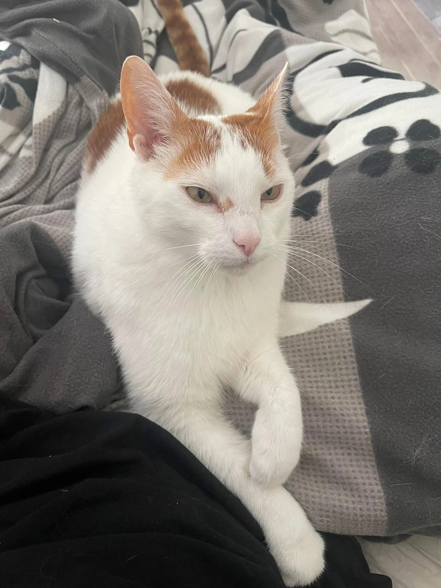 Stu - Hannoversche Straße, Hannover