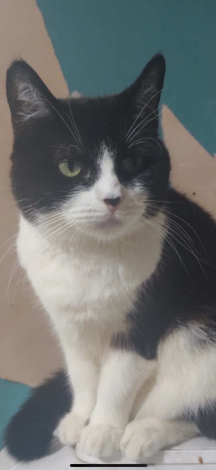 Meow meow - WN5 0, Wigan