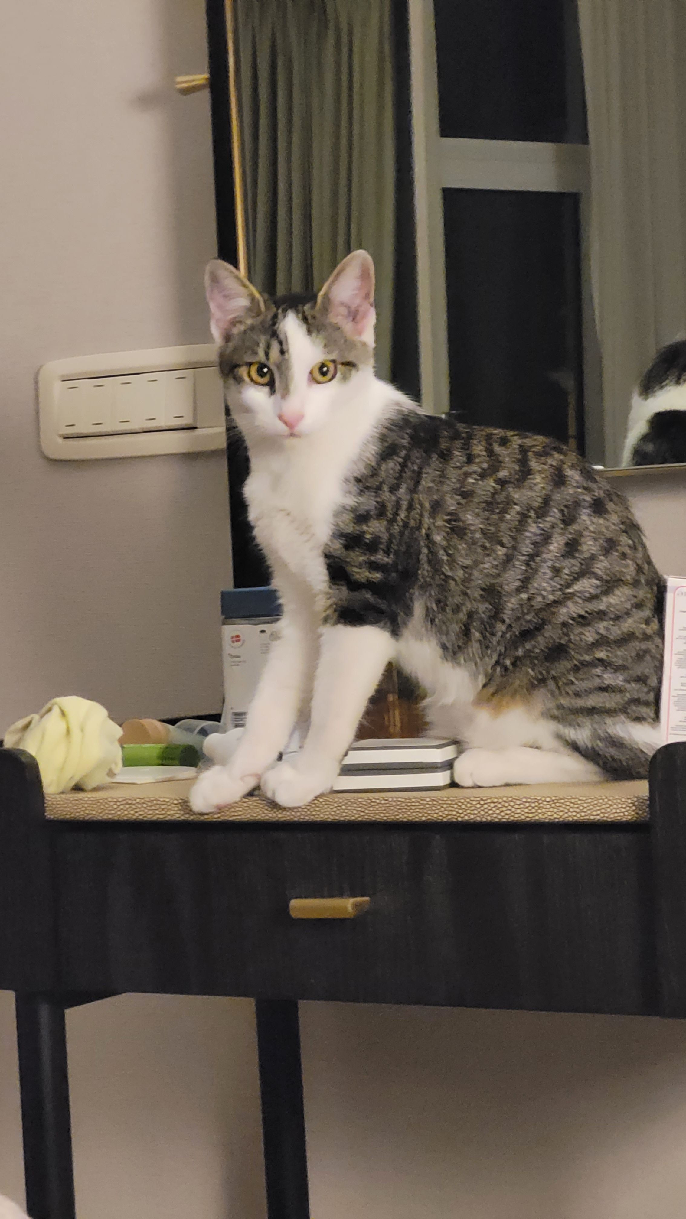 Samba - Генерала Никодија Стефановића, Belgrade