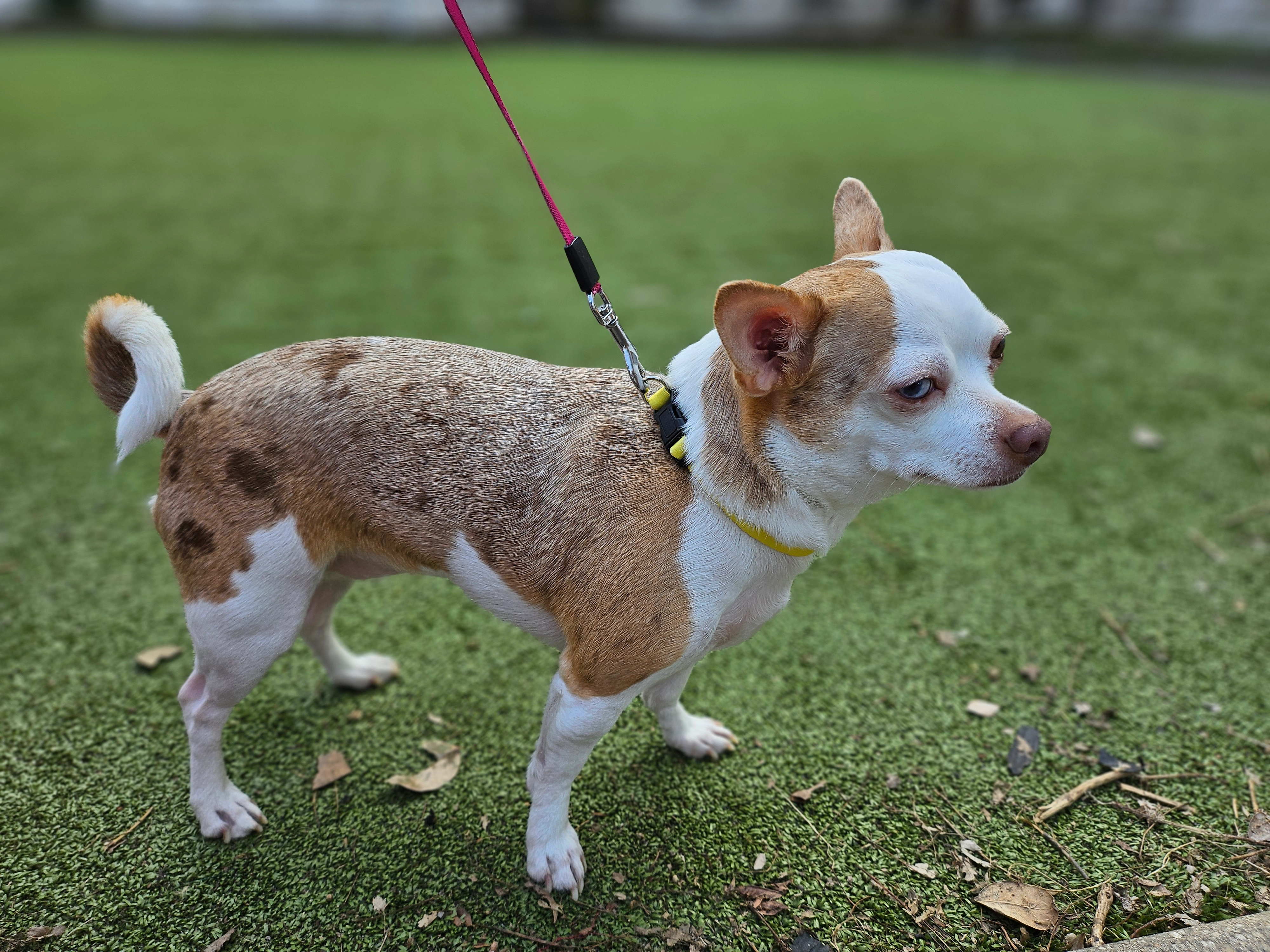 DISNEY  - Sonnenberger Straße, Wiesbaden