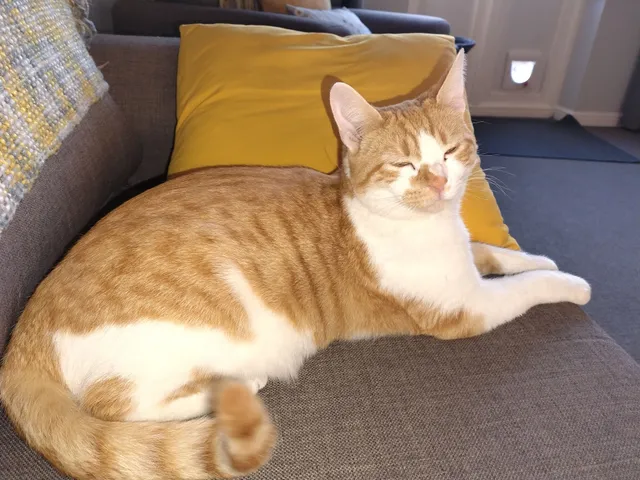 Leo - Woodfield Road, Alfreton