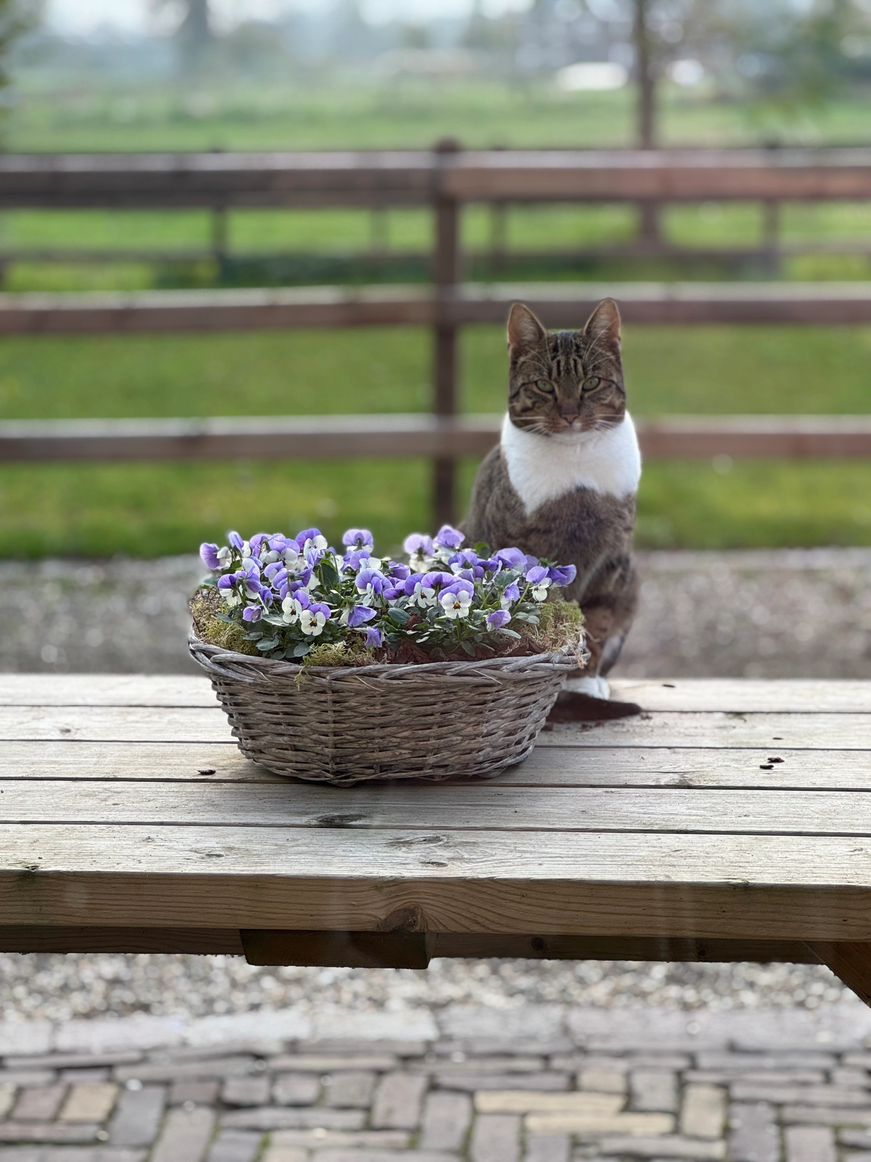 Nacho - Geurinkstraat, Gelderland