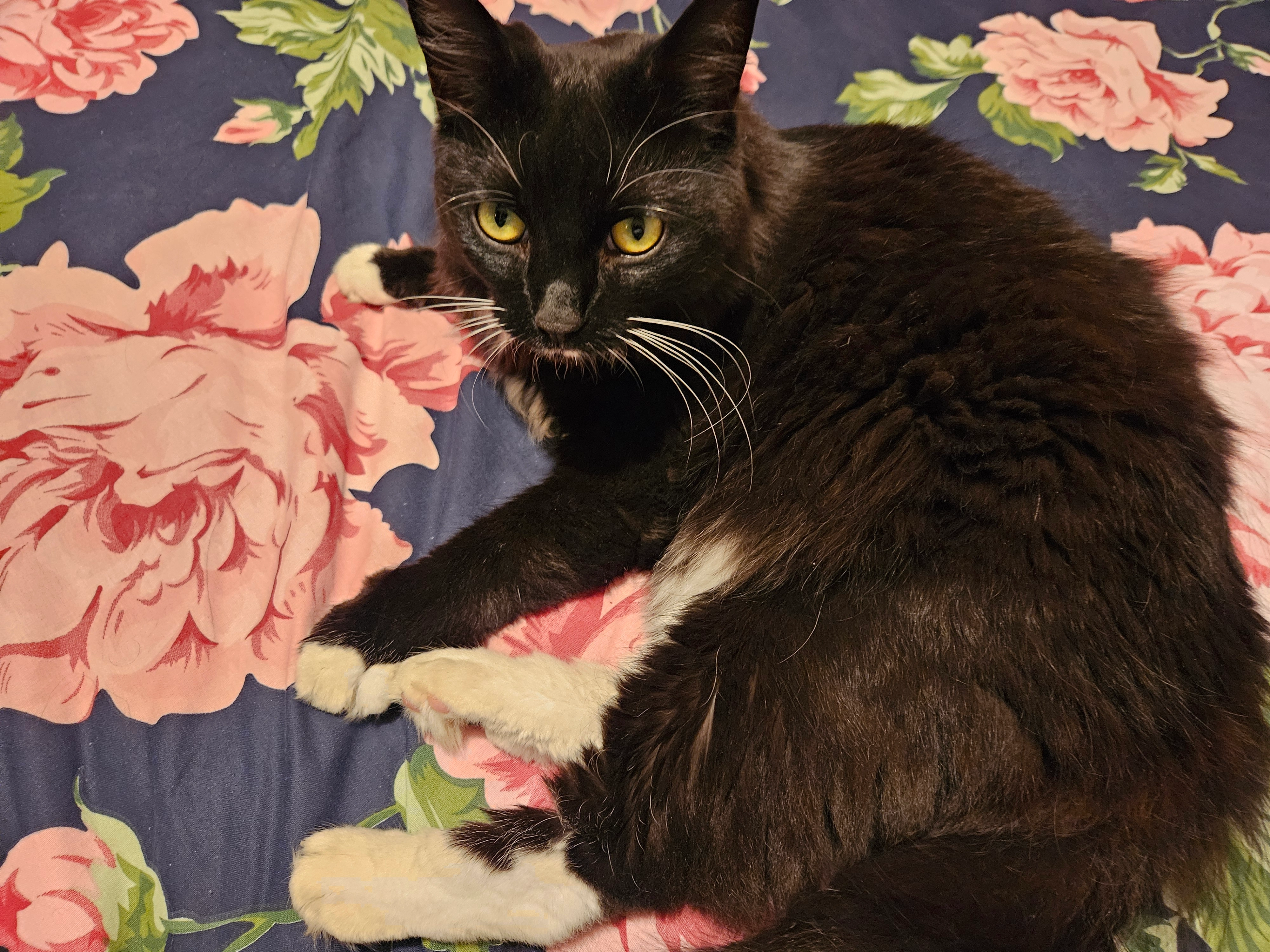 Sitabo - Arizona Crescent, Warrington