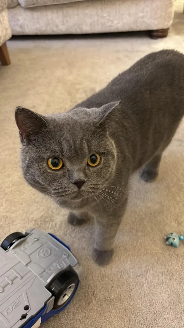 Bluey - Gough Road, Fleet