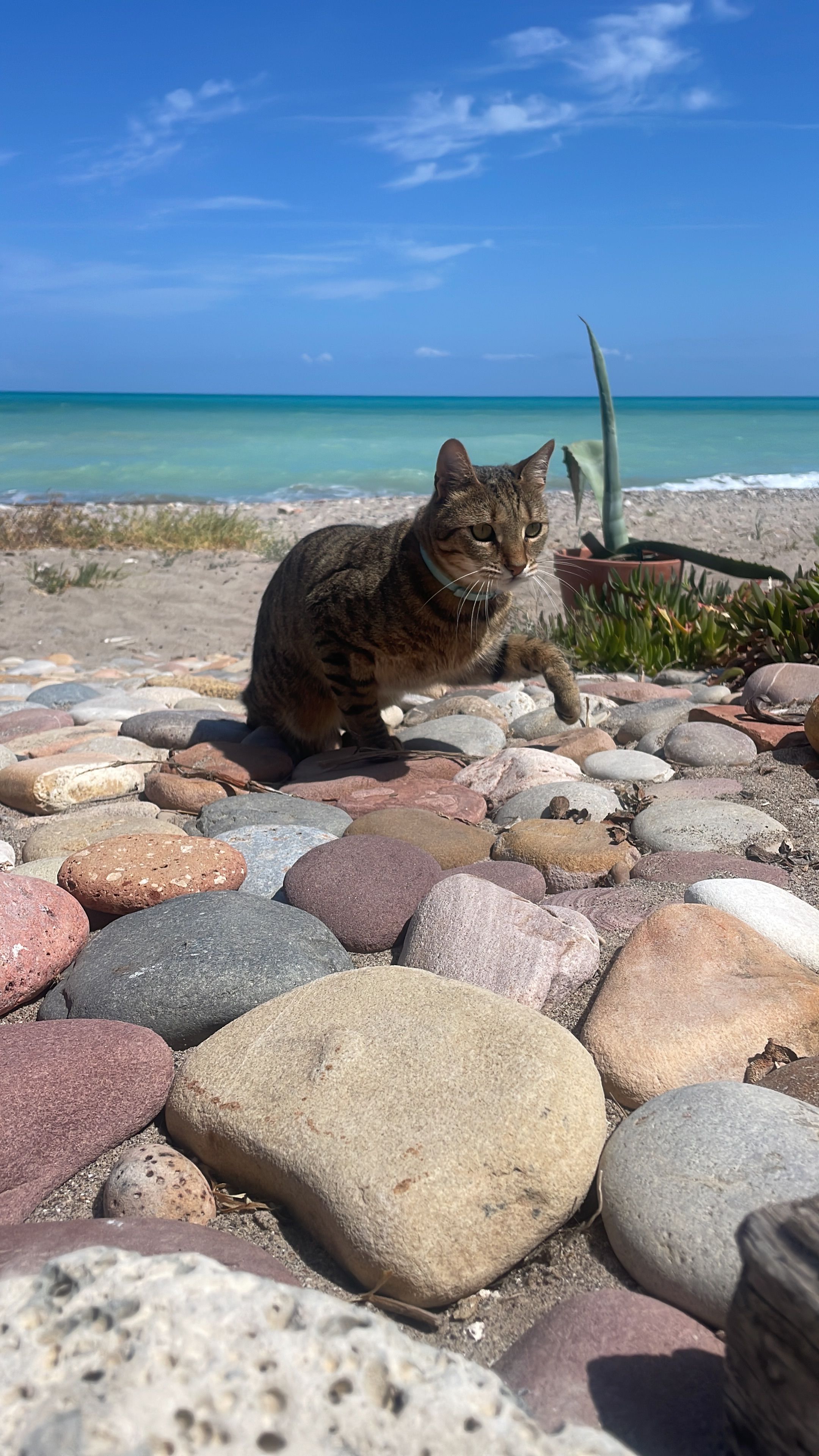 Ozi - Avenida Mallorca 86, Nules