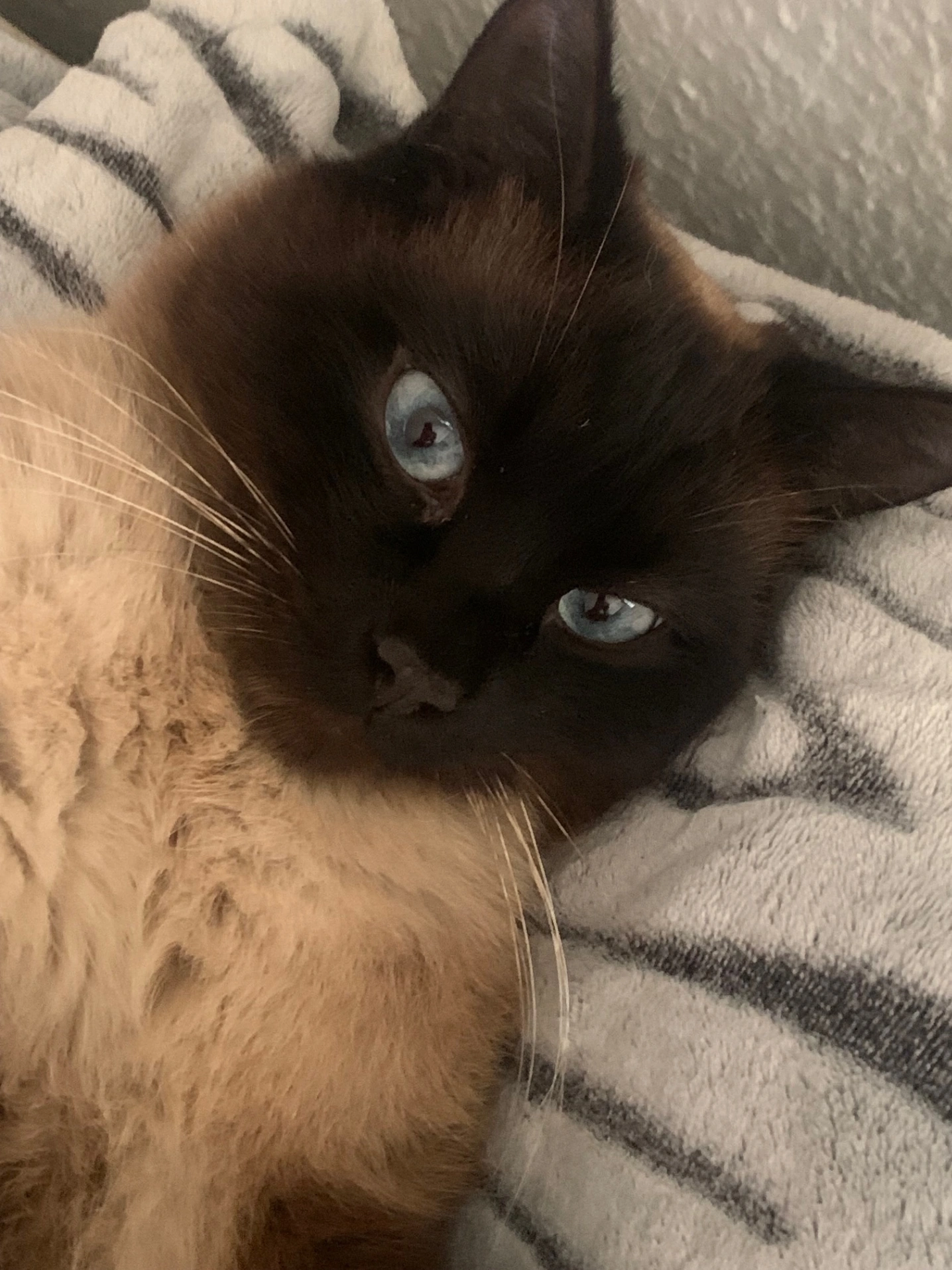 Morti - Dorfstr. 27, Düsseldorf