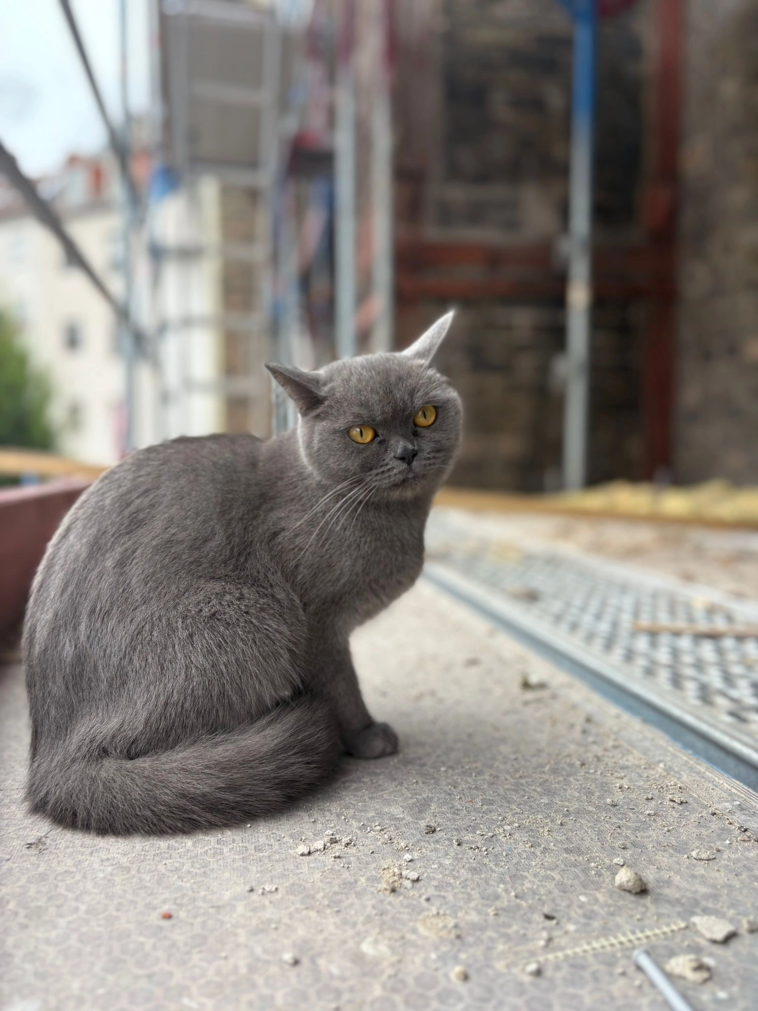 Sarah  - Weinbrennerstraße, Schwetzingen