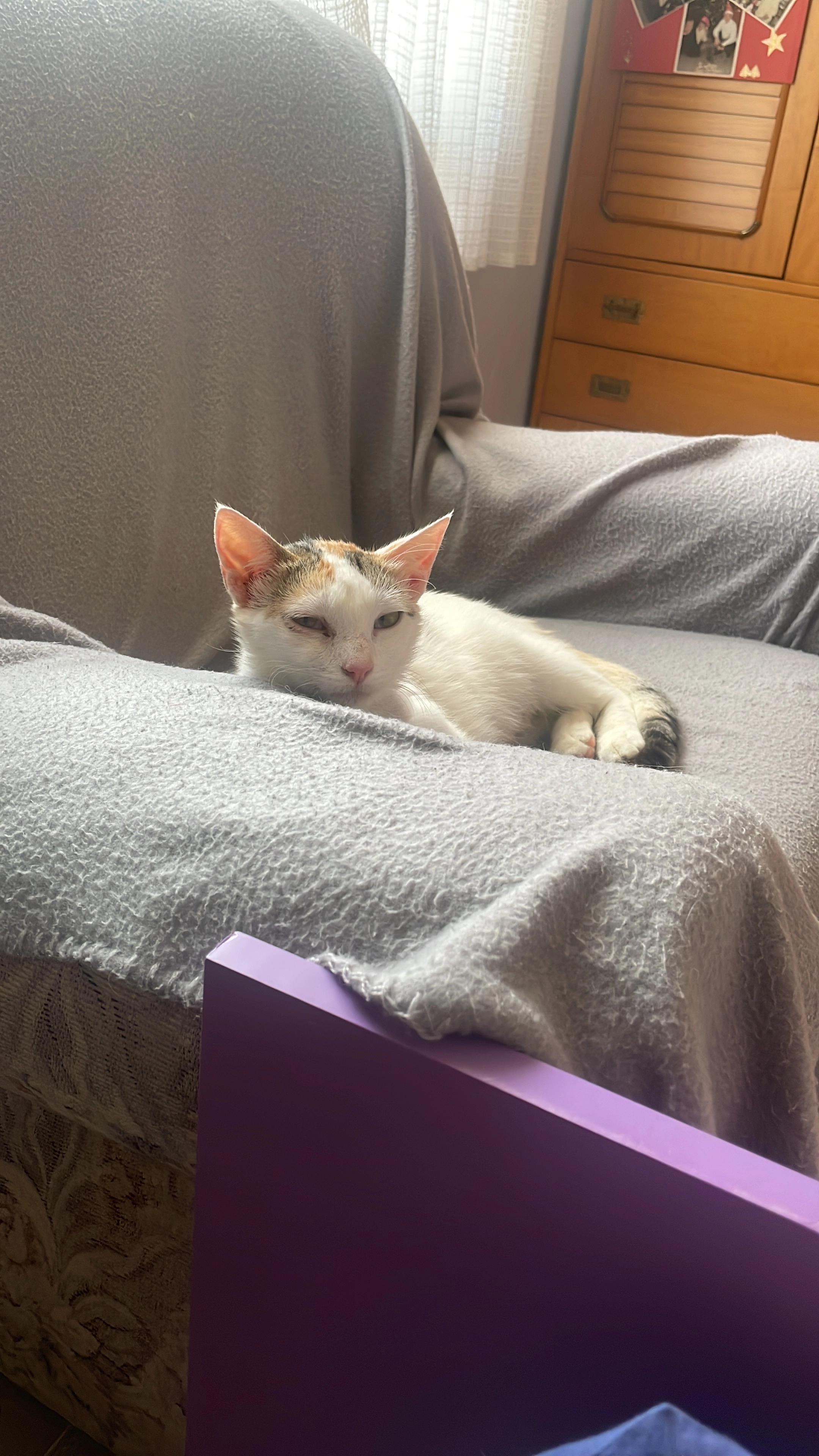 Bastetd - Carrer de la Trencada, Verges