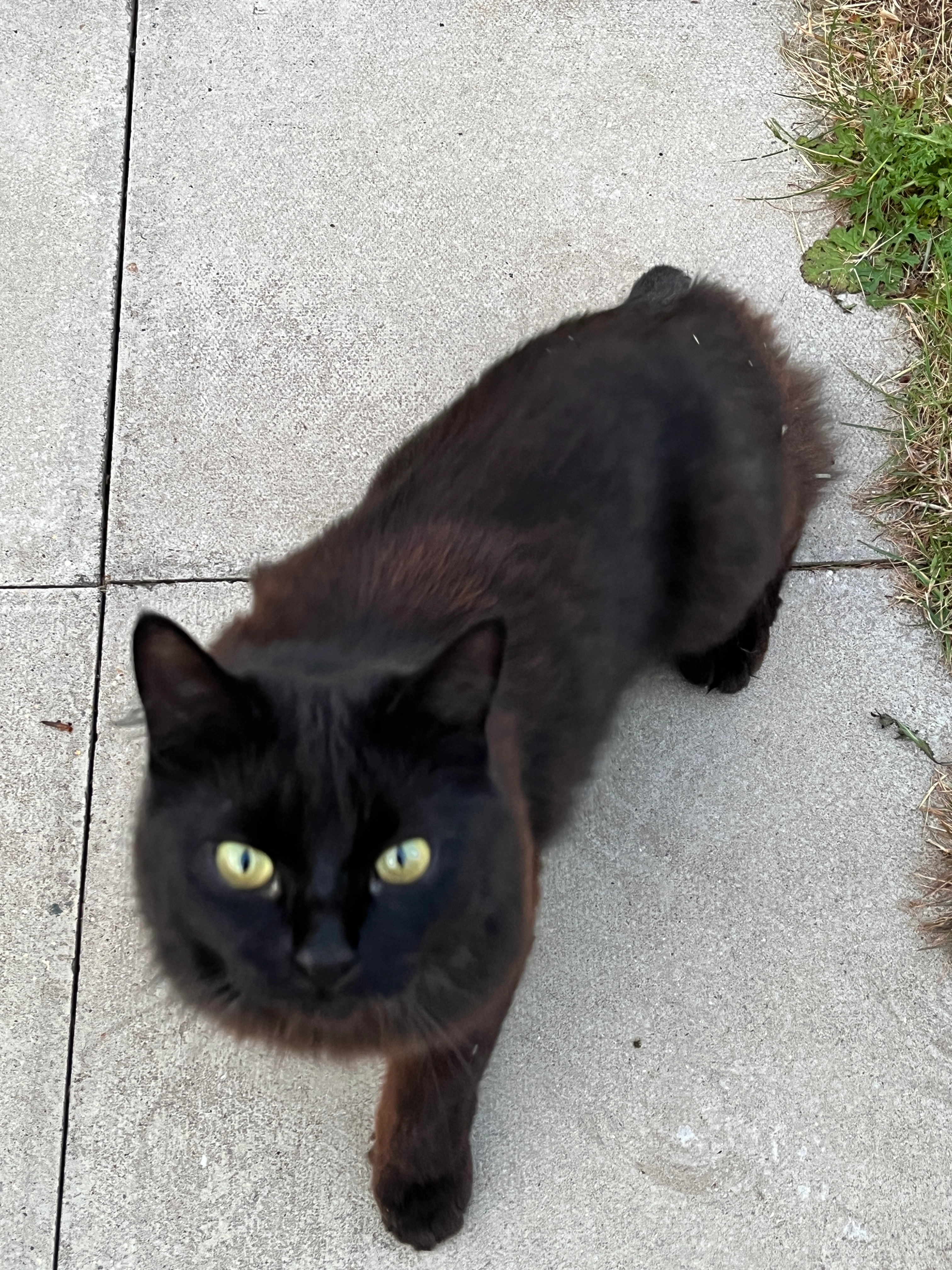 Scruffy - Duncan Drive, Lydney