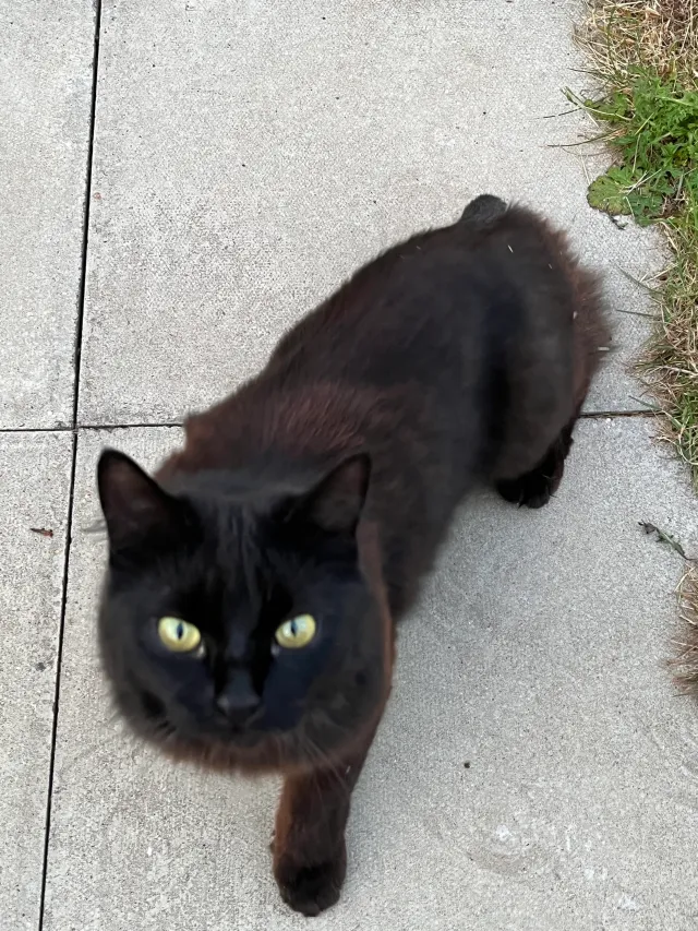 Scruffy - Duncan Drive, Lydney