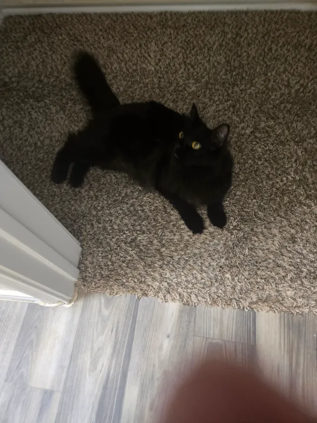 Jinx - White Tail Circle, Altus