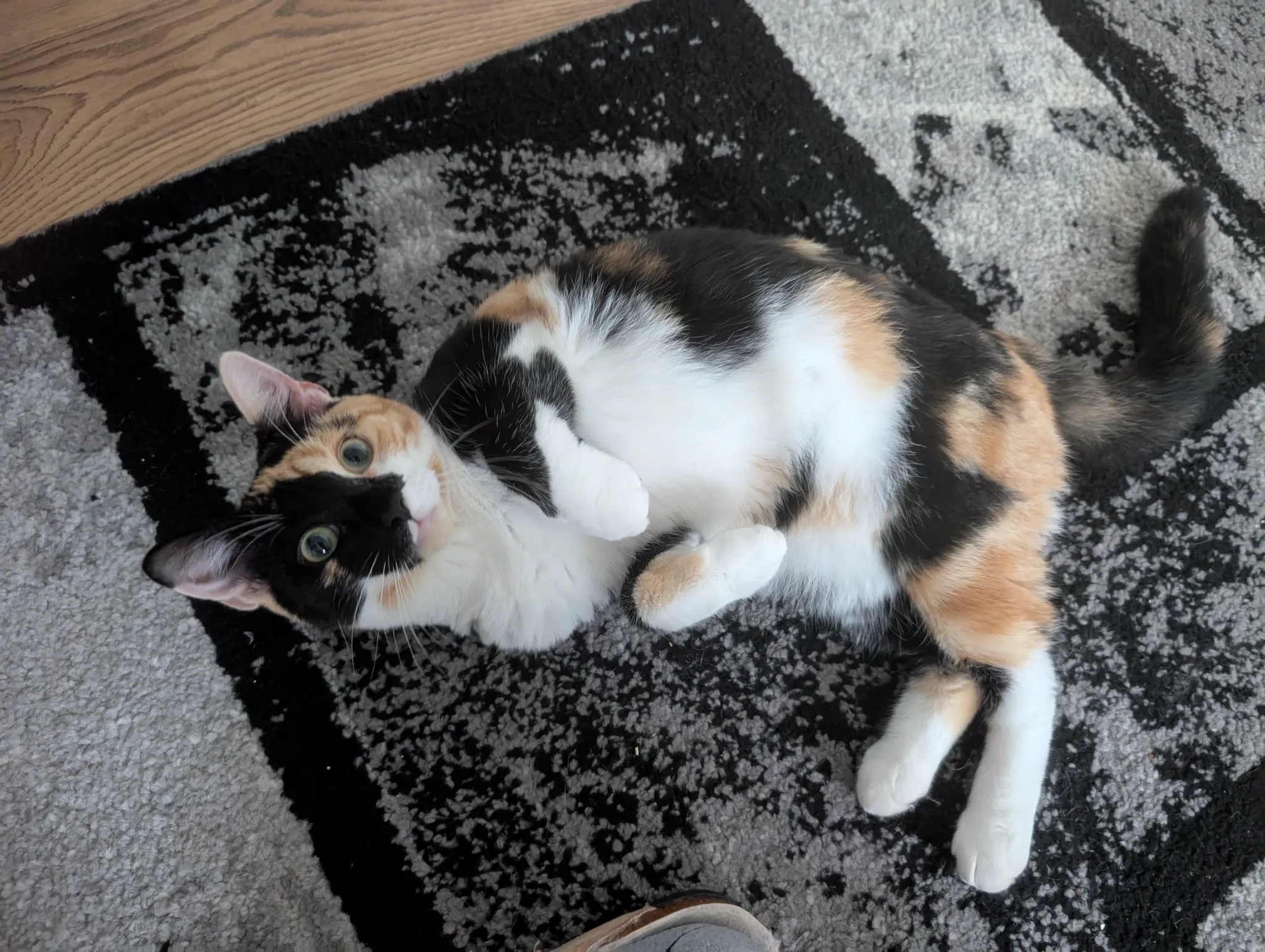 Tilly - Chinn Brook Road, Birmingham