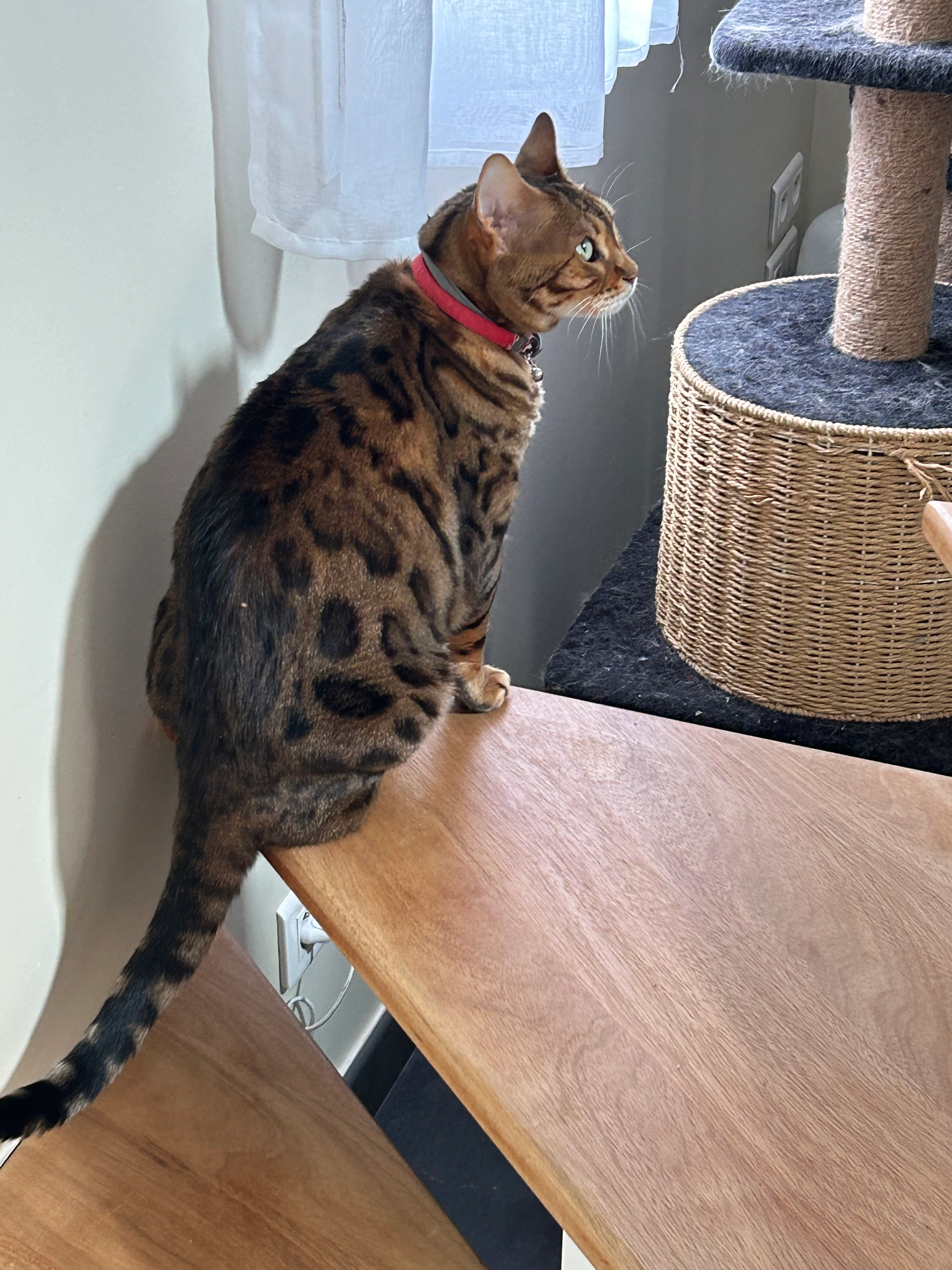 Laya - 557 Route d'Orléans, Sandillon