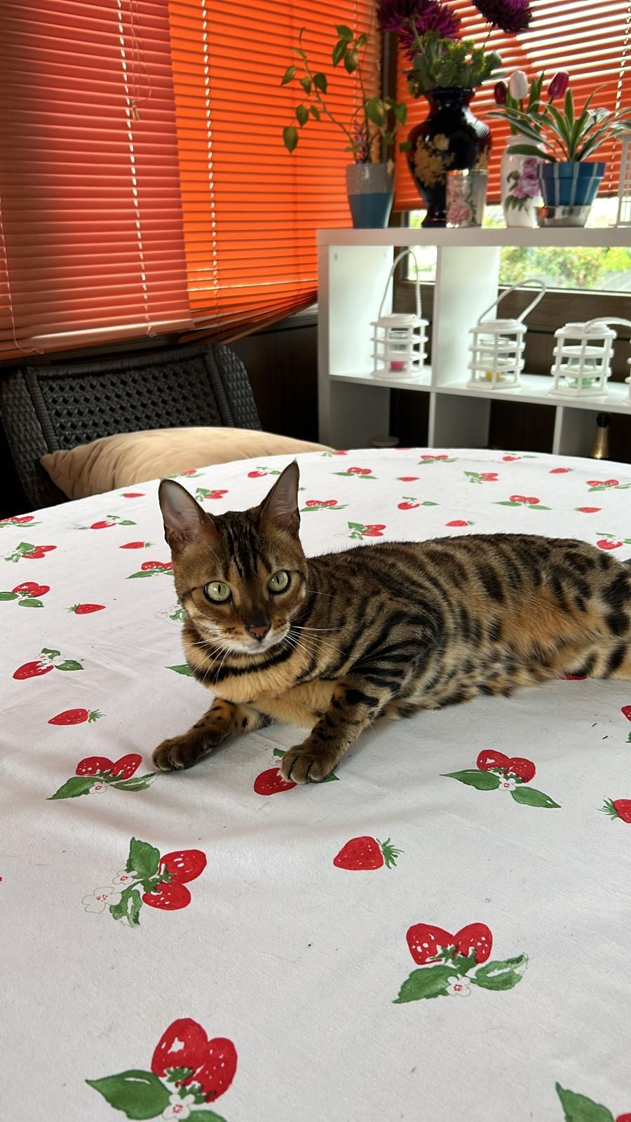 Simba - Am Dachspfad, Friedberg