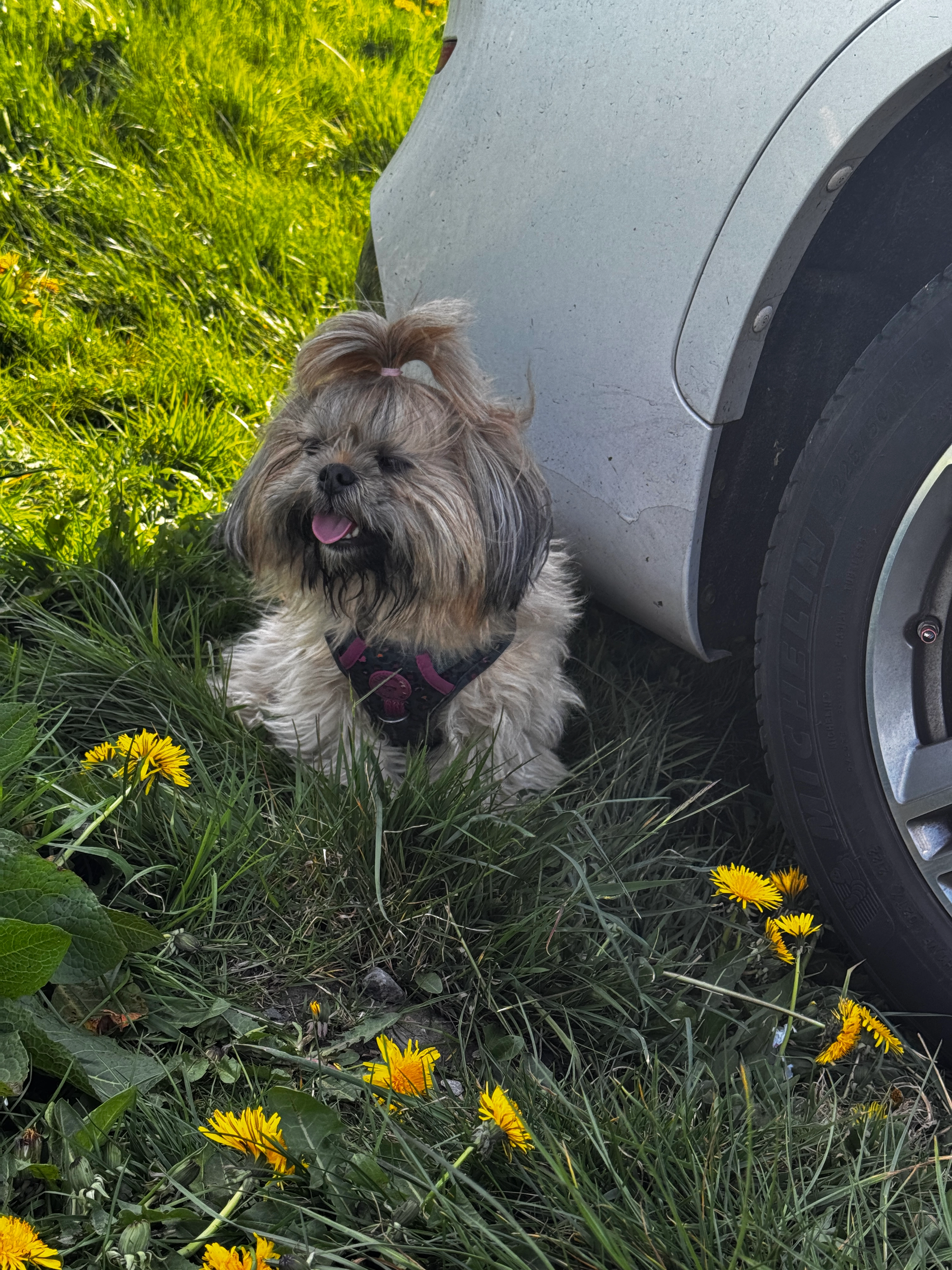 Winnie - Caulms Wood Road, Dewsbury