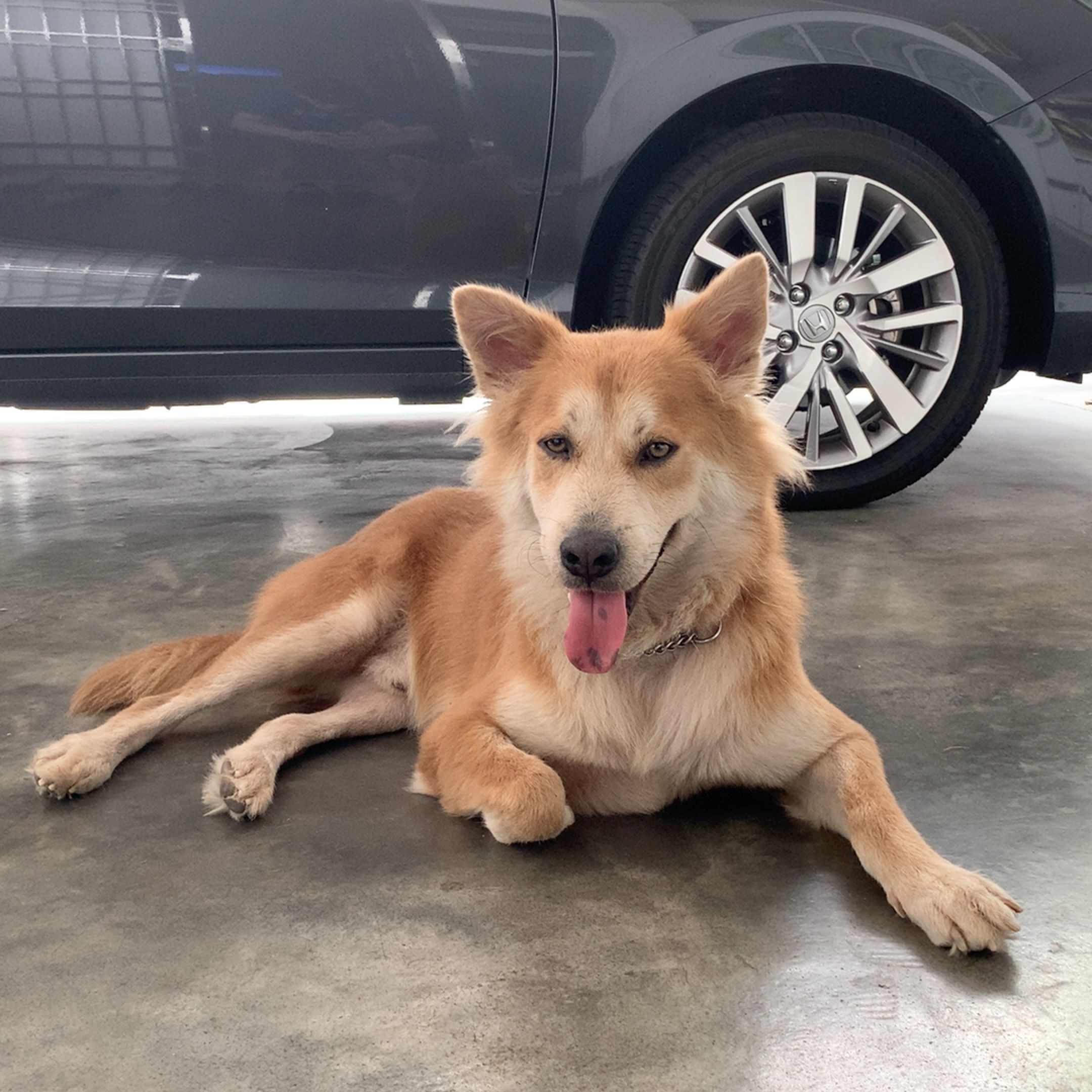 chinook  - 11200, Tanjong Bungah